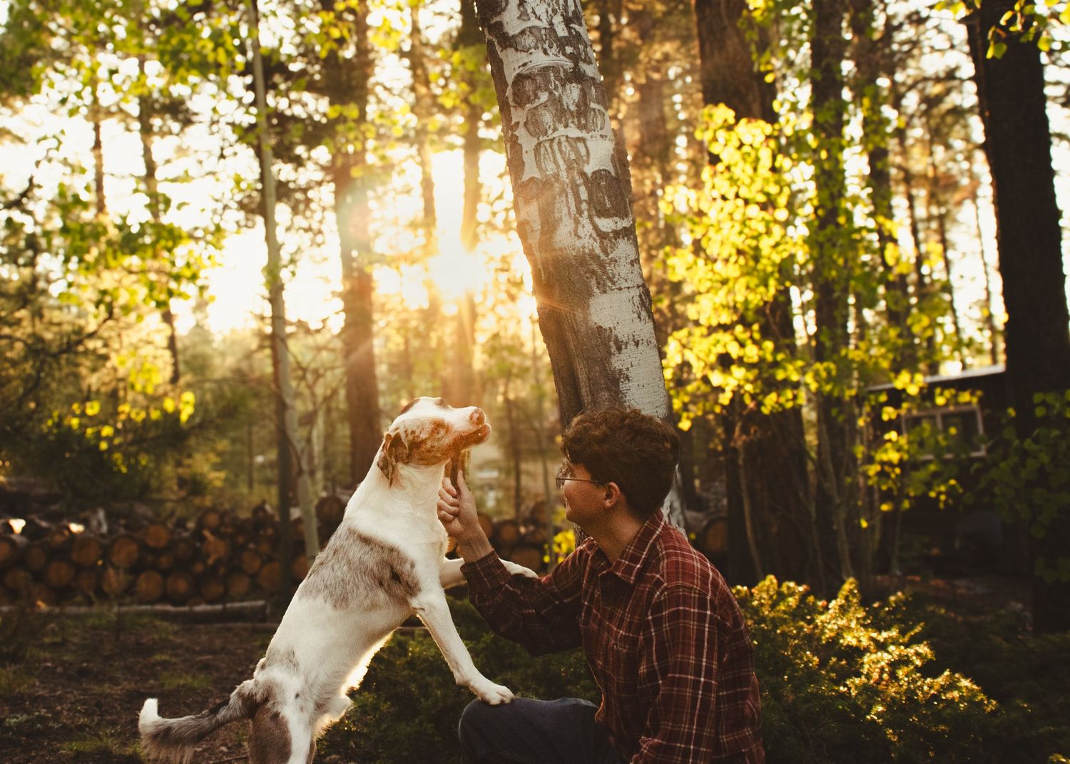 A person kneels in a golden sunlit forest while their energetic dog jumps up playfully.