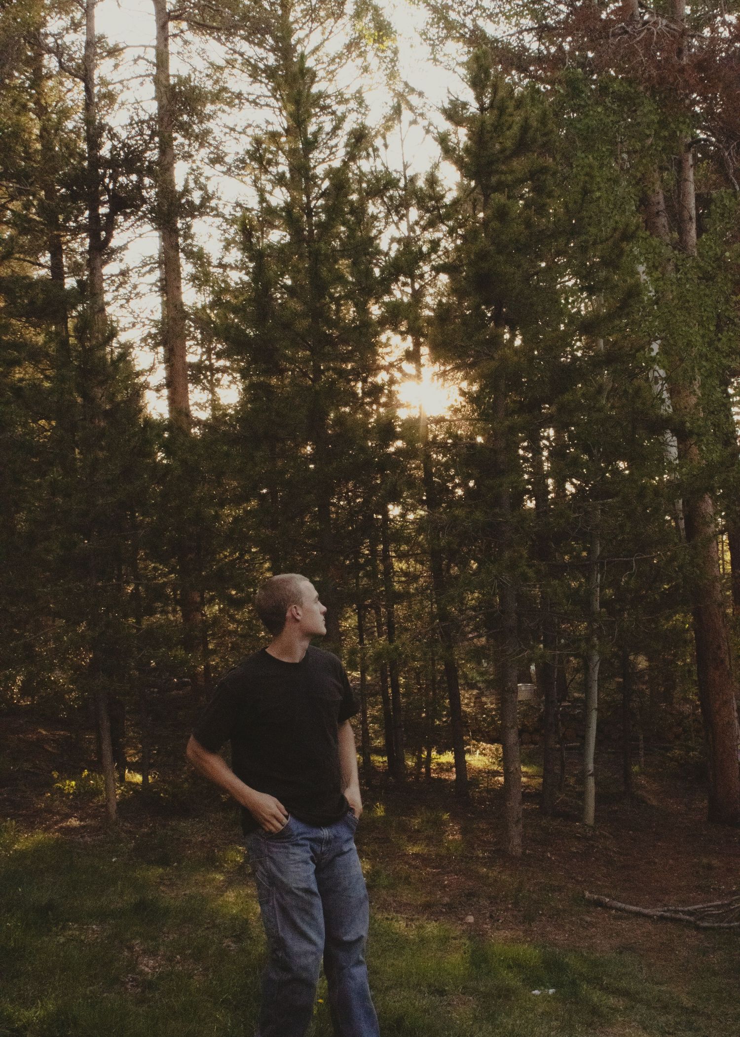 Man in black shirt standing among tall pine trees gazing at warm golden sunset.