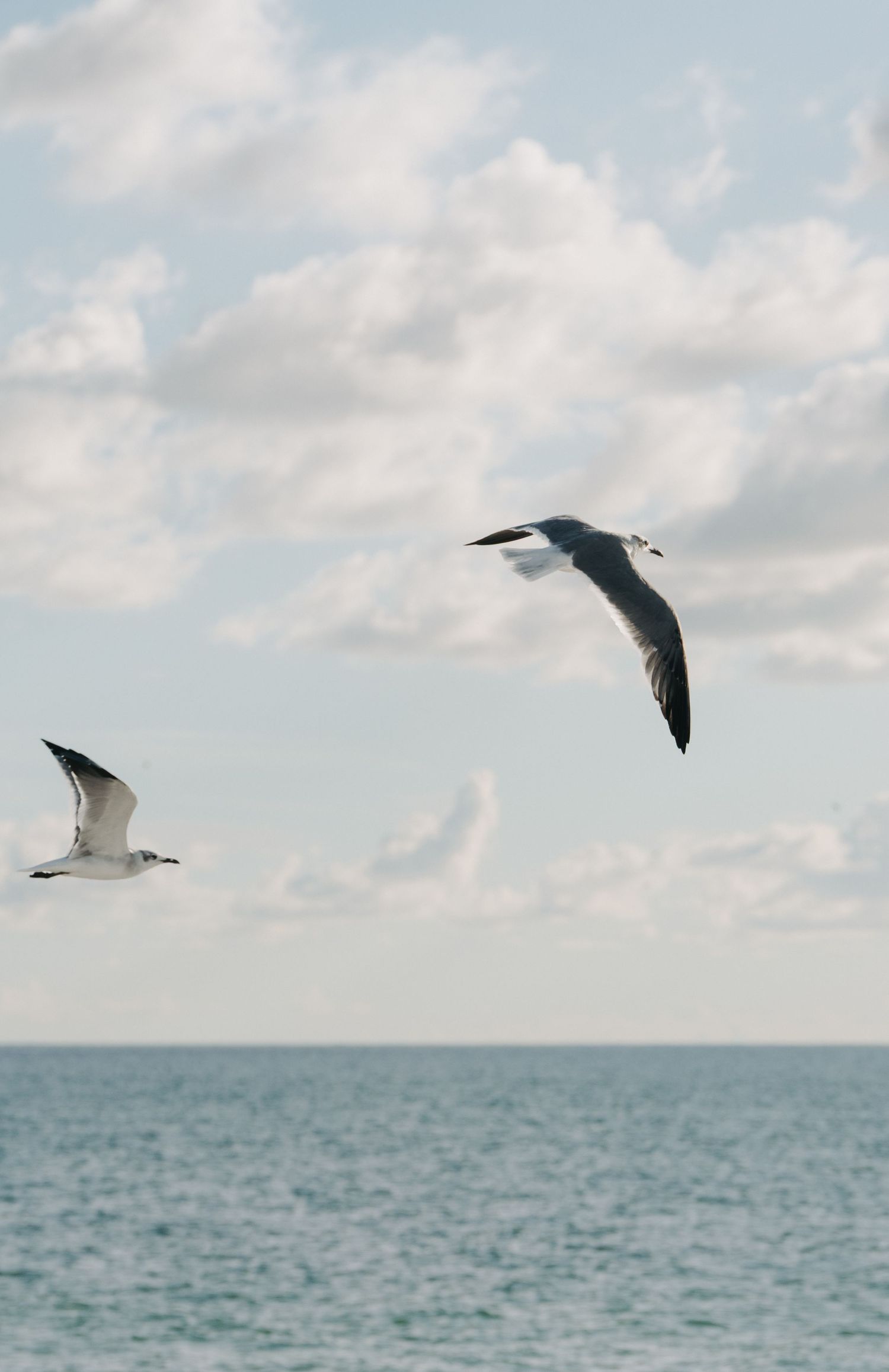 Two seagulls soaring gracefully over calm blue ocean waters beneath a partly cloudy sky.