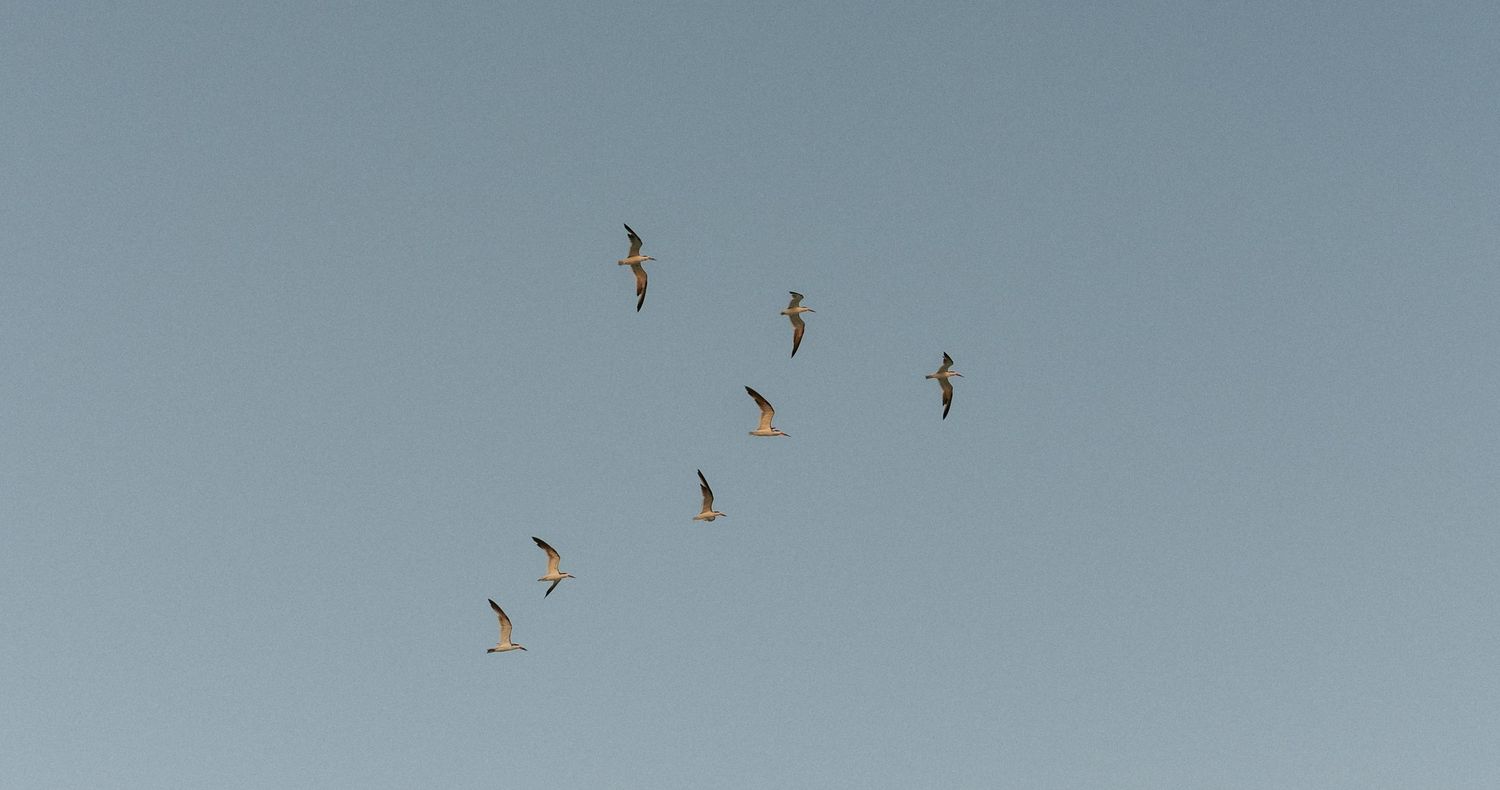 A flock of birds soaring gracefully against a clear blue-gray sky in natural formation.