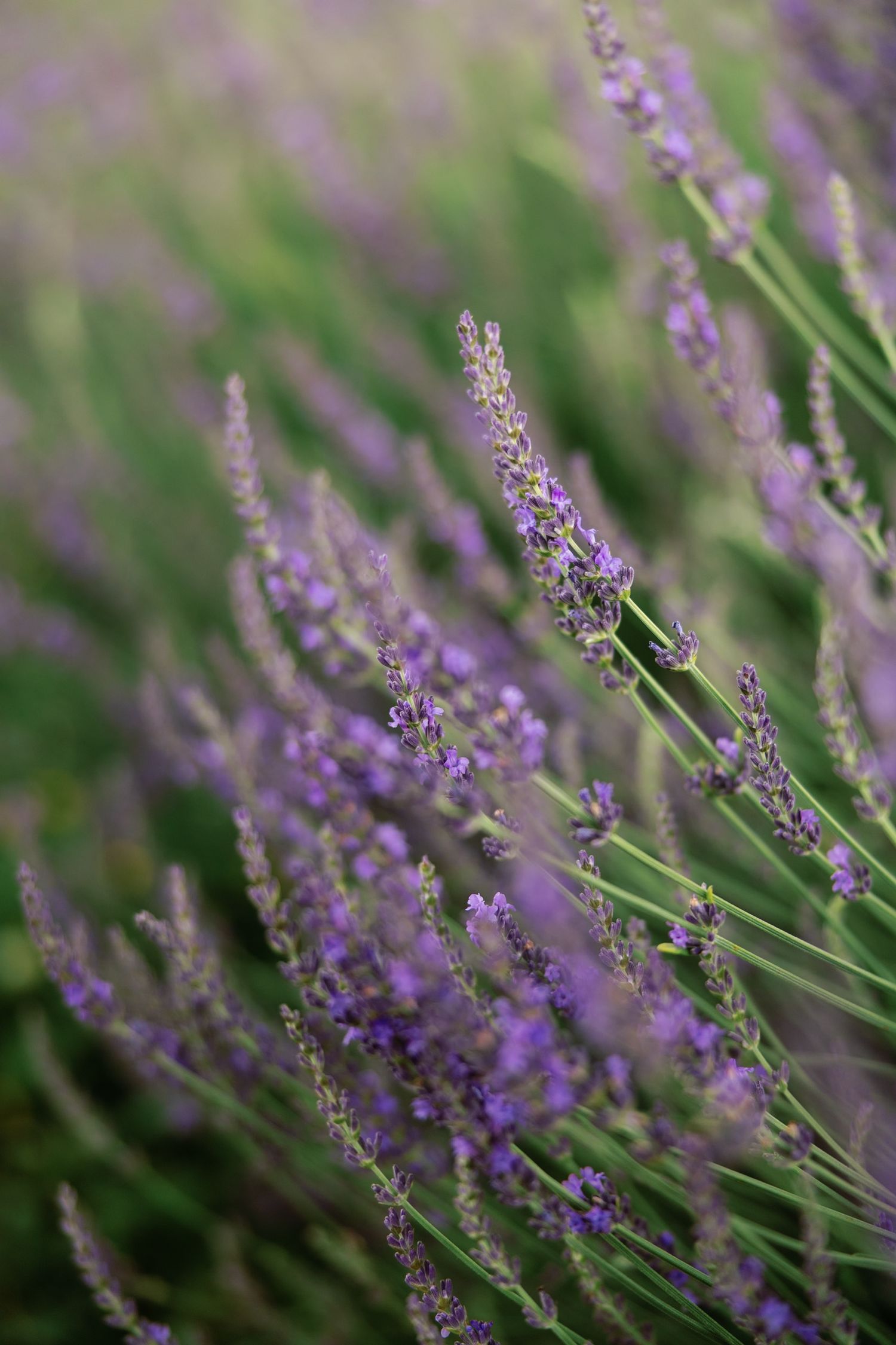 lavender fields