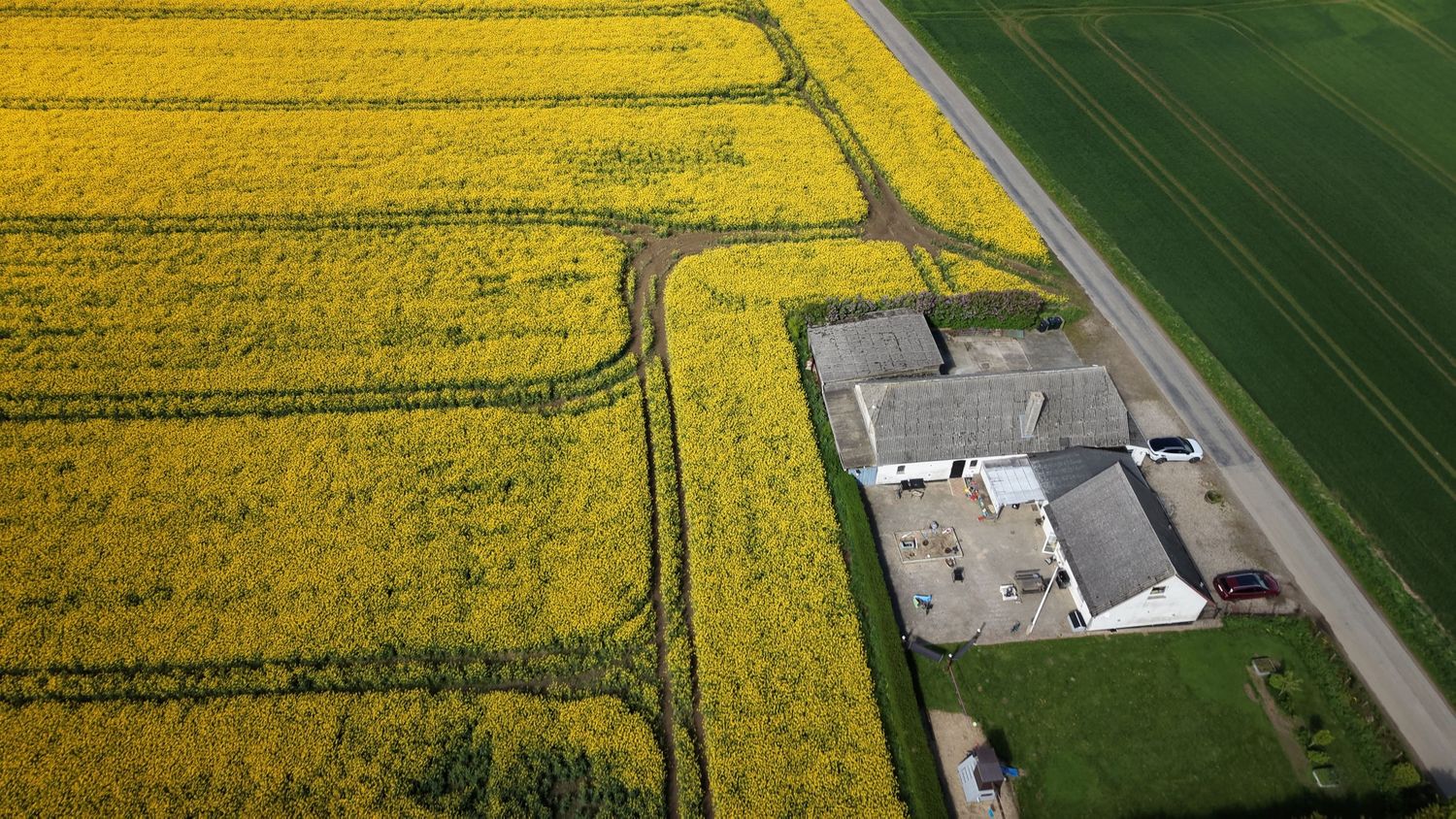 Aerial view of vibrant yellow canola fields surrounding a farm with gray rooftops and green crop rows in rural countryside.