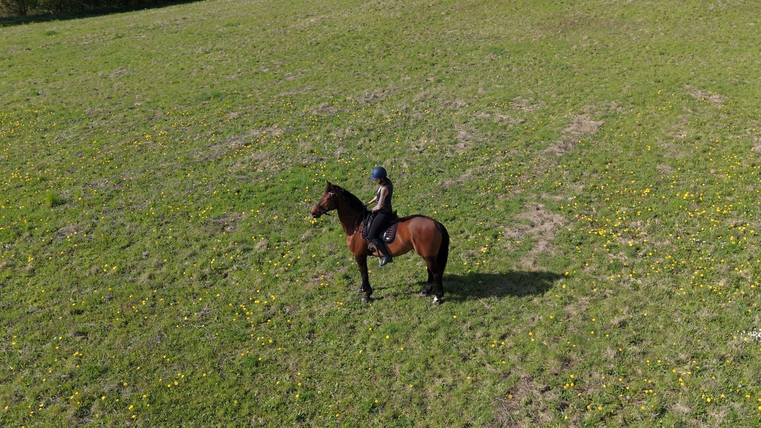 Aerial view of a rider on a brown horse standing in a lush green field with yellow wildflowers on a sunny day.
