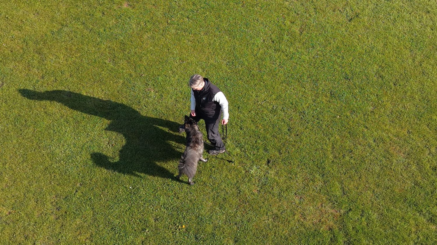 Aerial view of a person in black standing on green grass with a dark dog, casting long shadows in sunlight.