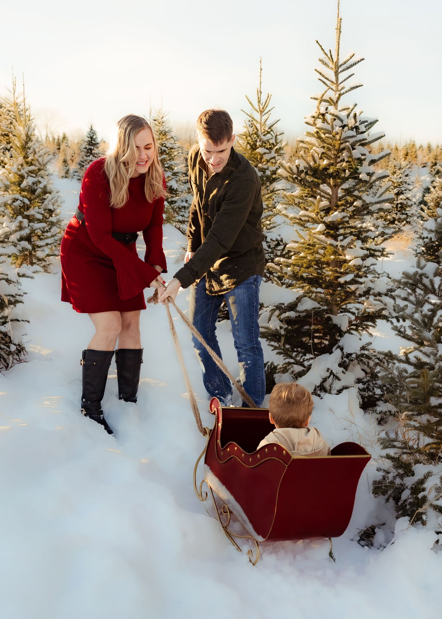 Couple pulling young child in red sleigh through snowy Christmas tree farm.