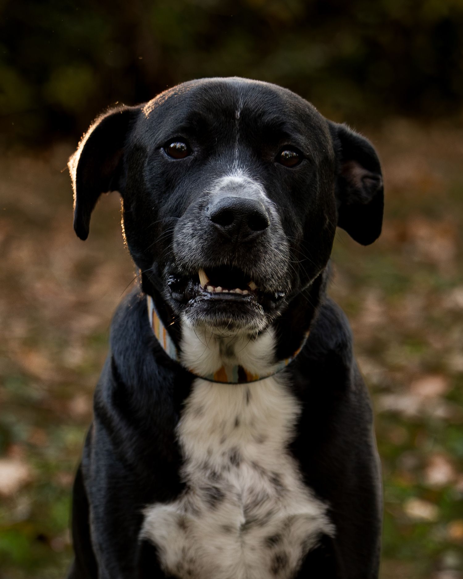 Black dog with a white chest and graying muzzle sits outdoors, wearing a collar against a blurred background of autumn leaves.