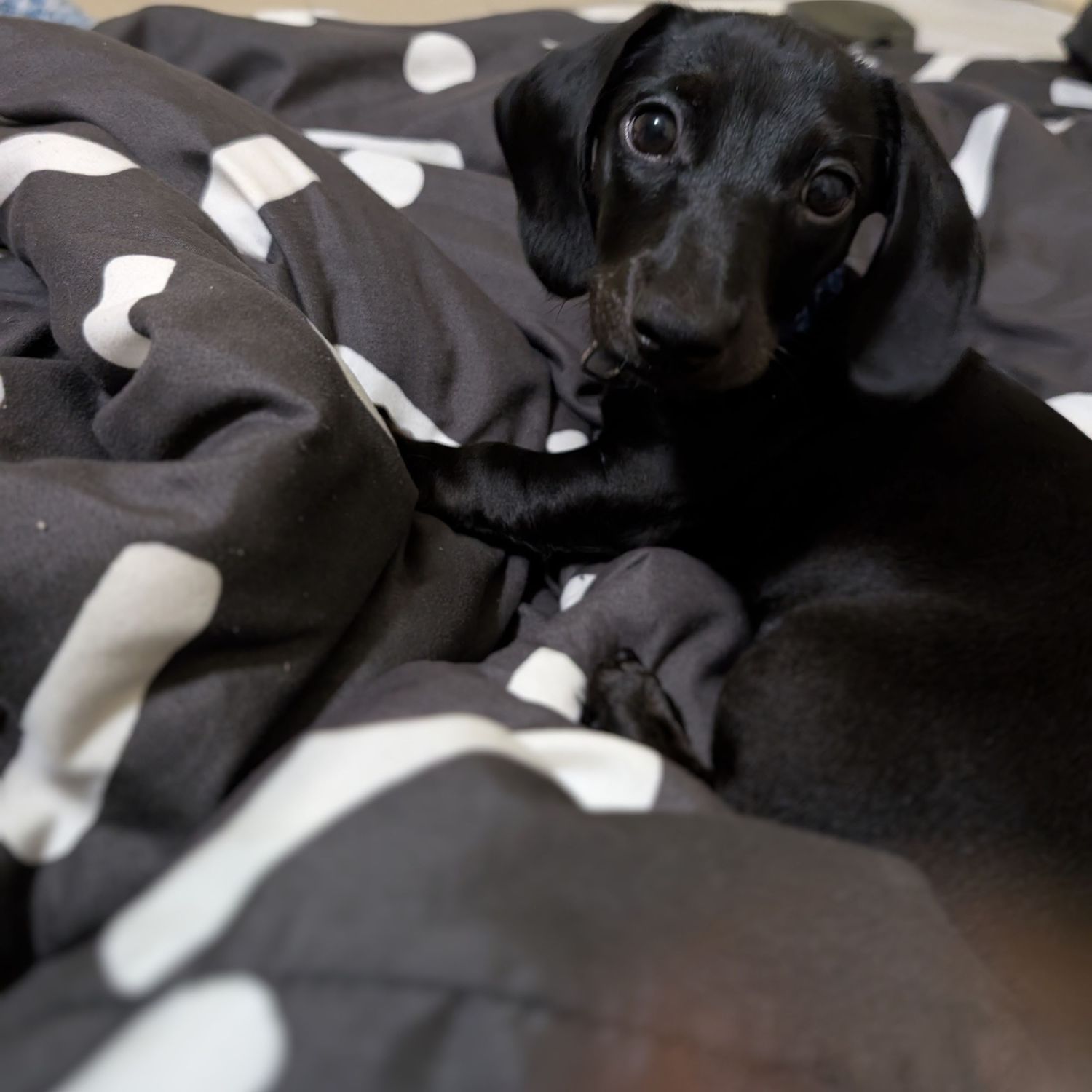 Black dog resting on white bedding with dramatic shadows and lighting.