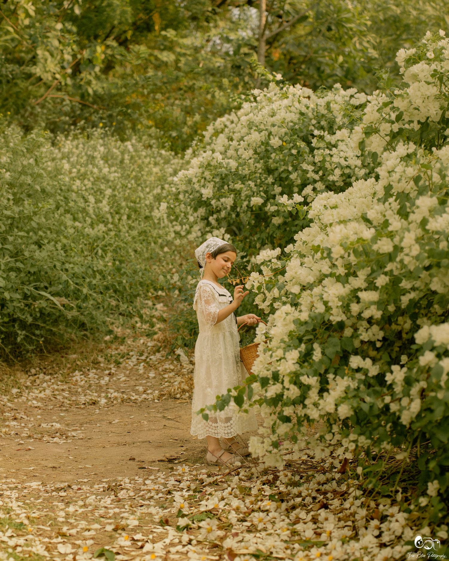 Young girl in white lace dress picking white flowers from a blooming bush on a garden path.