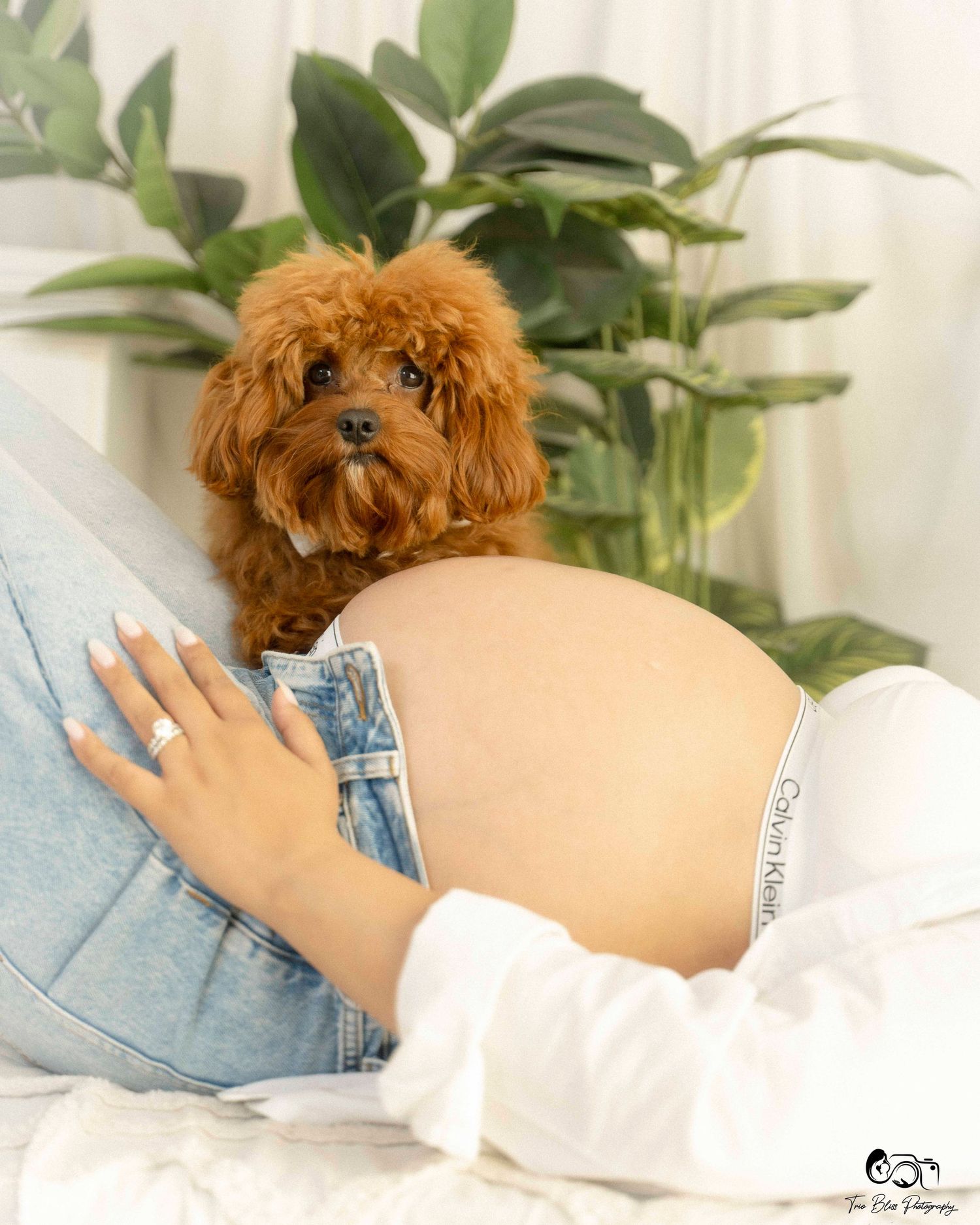 A series of photos showing a small brown toy poodle dog wearing a white shirt and denim jacket against a white background.