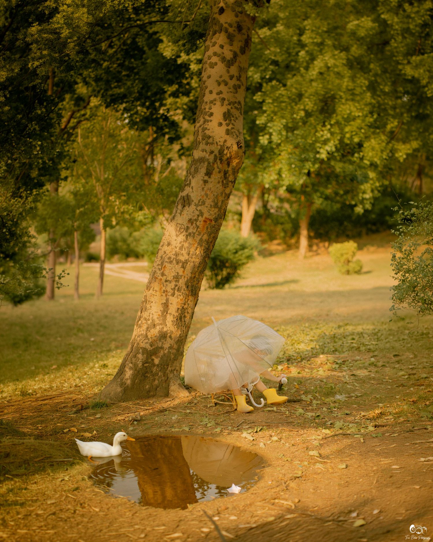 A white duck beside a puddle reflecting a transparent umbrella near a large tree in a lush green park.