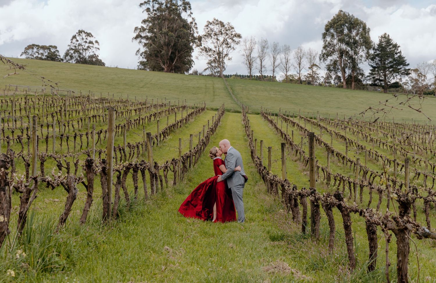 Panoramic view of dormant grapevines stretching across rolling green hills in a vineyard during winter season.