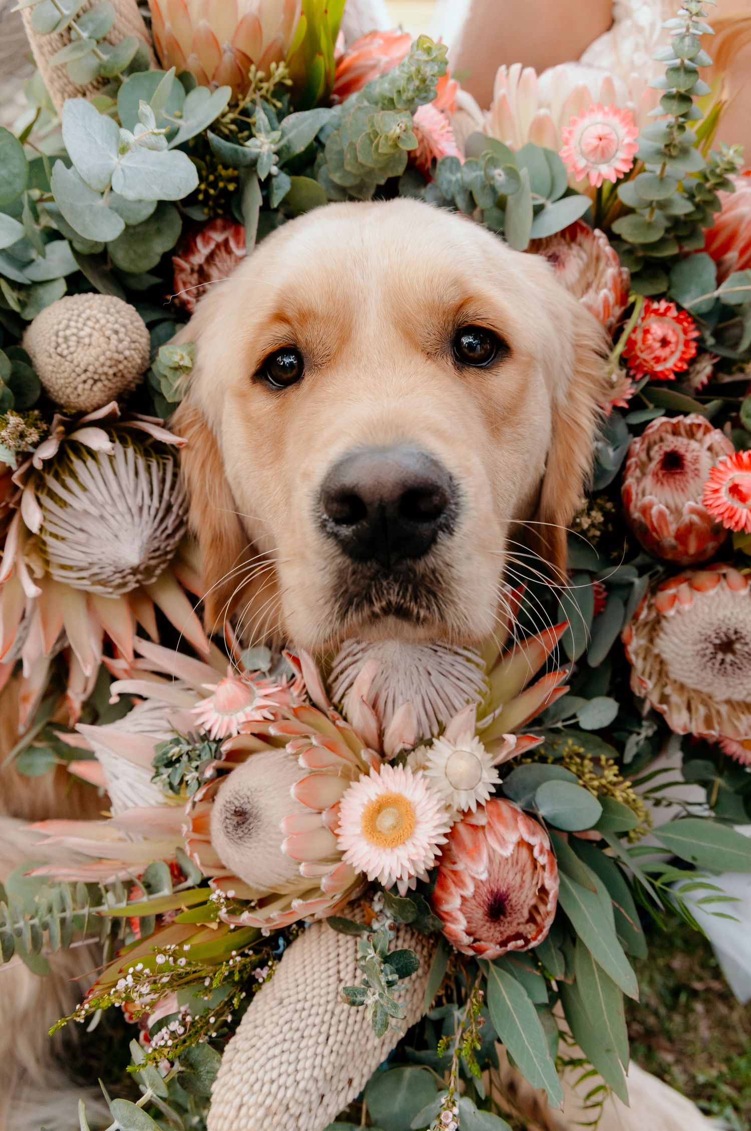 Close-up composition of a golden retriever dog peeking through pink and white flowers and sage green eucalyptus leaves.