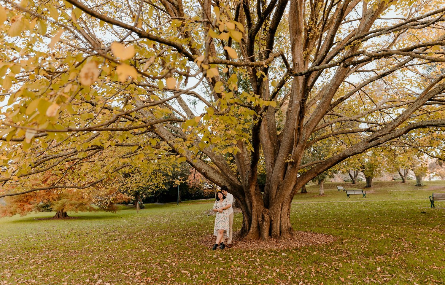 A couple stands beneath a large branching tree with golden autumn foliage. Gippsland photographer. Melbourne photographer.