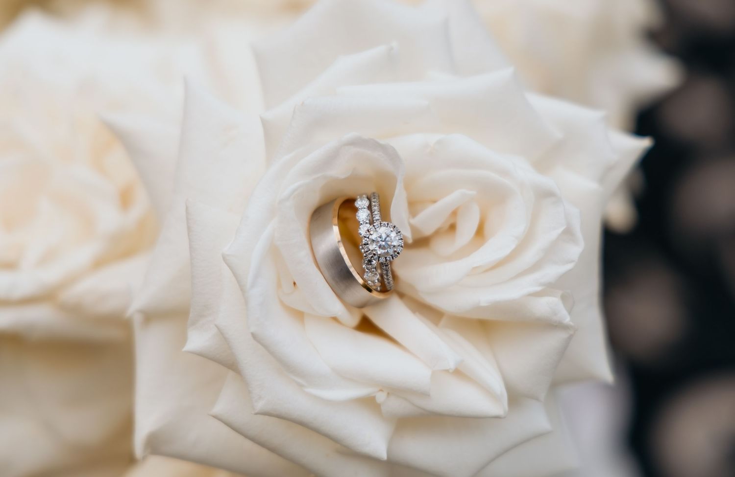 Diamond engagement ring and gold wedding band nestled in a white rose bloom.