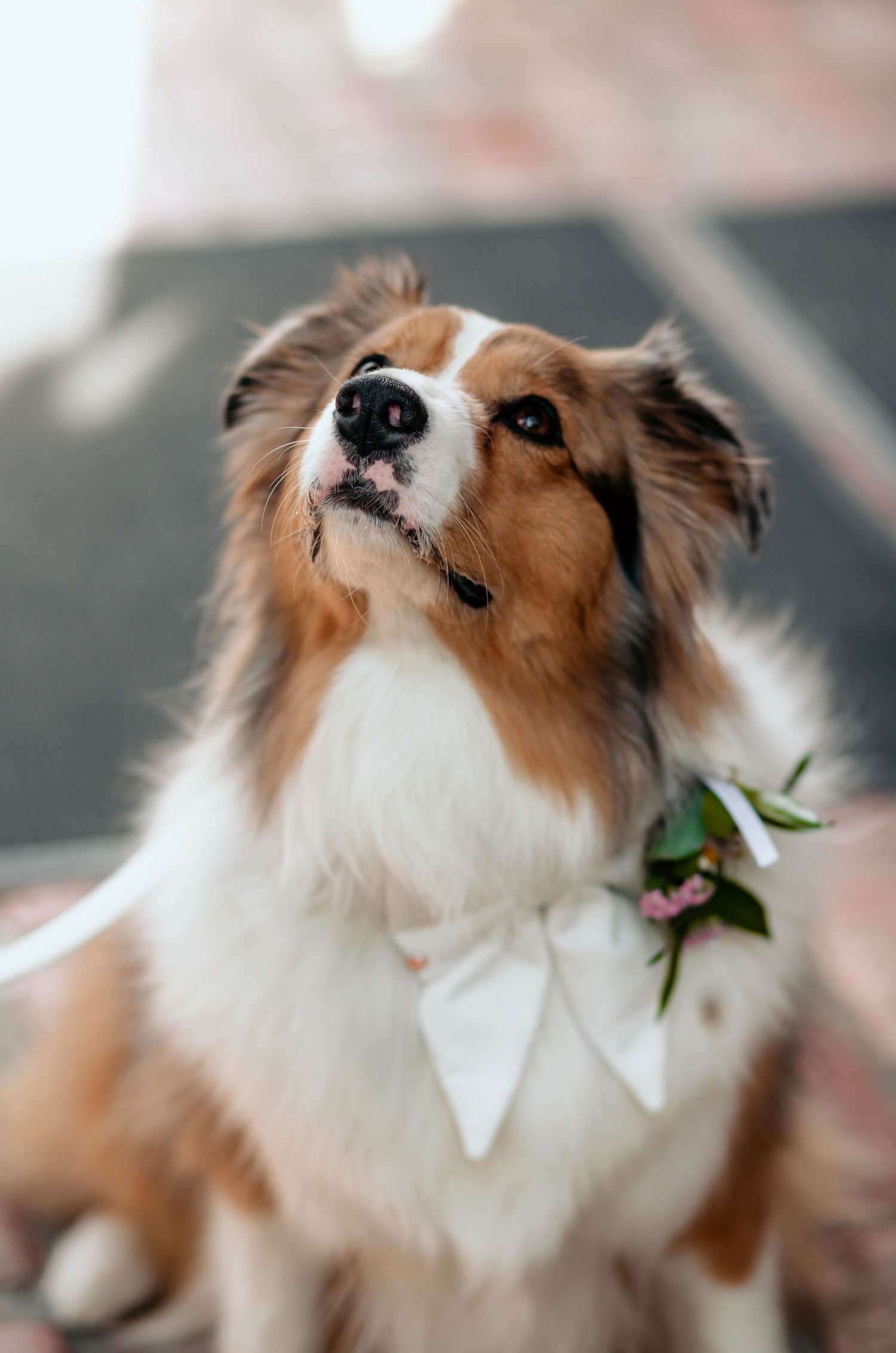 A brown and white dog smells a delicate white flower in a series of sequential photos showing different angles.