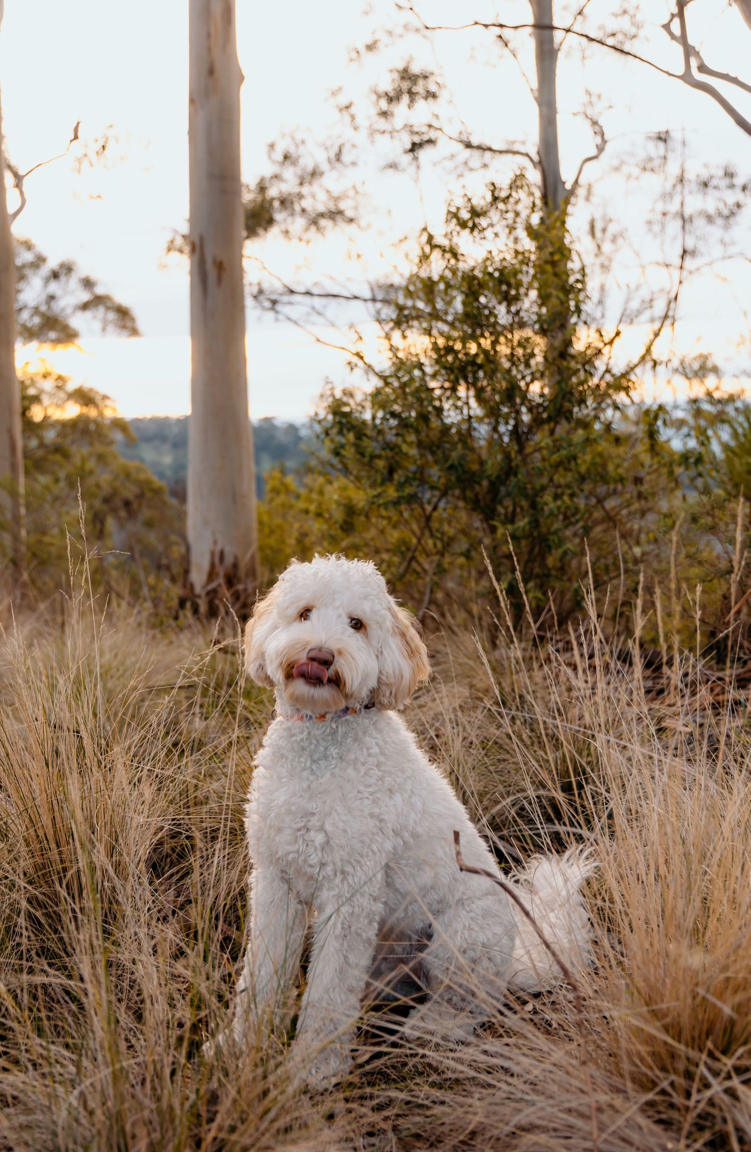 Gippsland wedding photographer; Gippsland family photographer; Melbourne wedding photographer, Yarra Valley wedding photographer, New Zealan