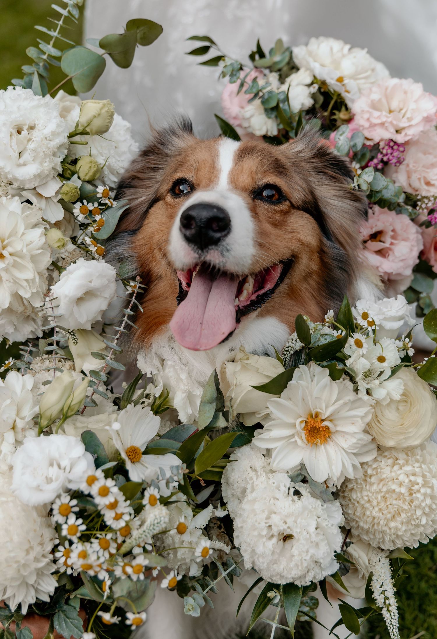 Happy Shetland Sheepdog surrounded by romantic white and pink flowers including peonies, roses and daisies.