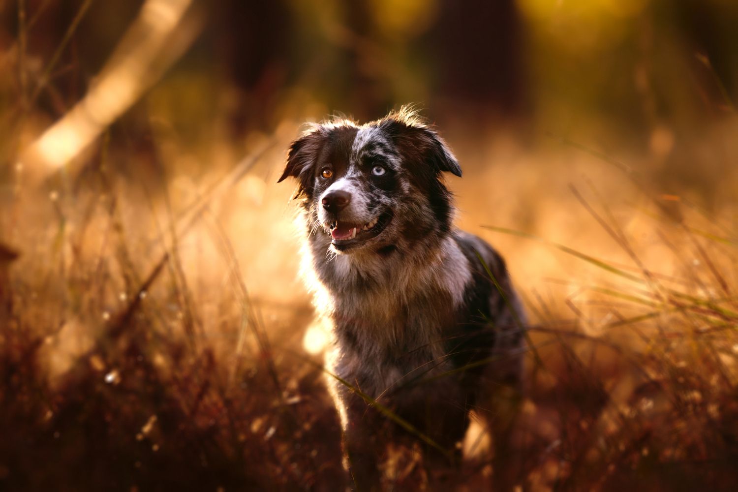 A brown and white Australian Shepherd dog sits in golden sunlit grass during sunset creating a warm glowing portrait.