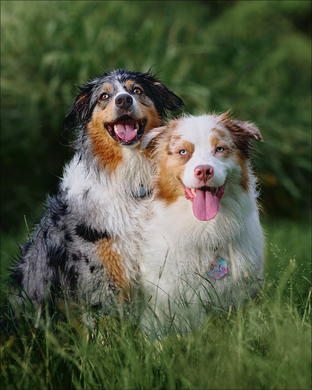 Two happy Australian Shepherds sitting together in green grass, tongues out, one blue merle and one red merle.