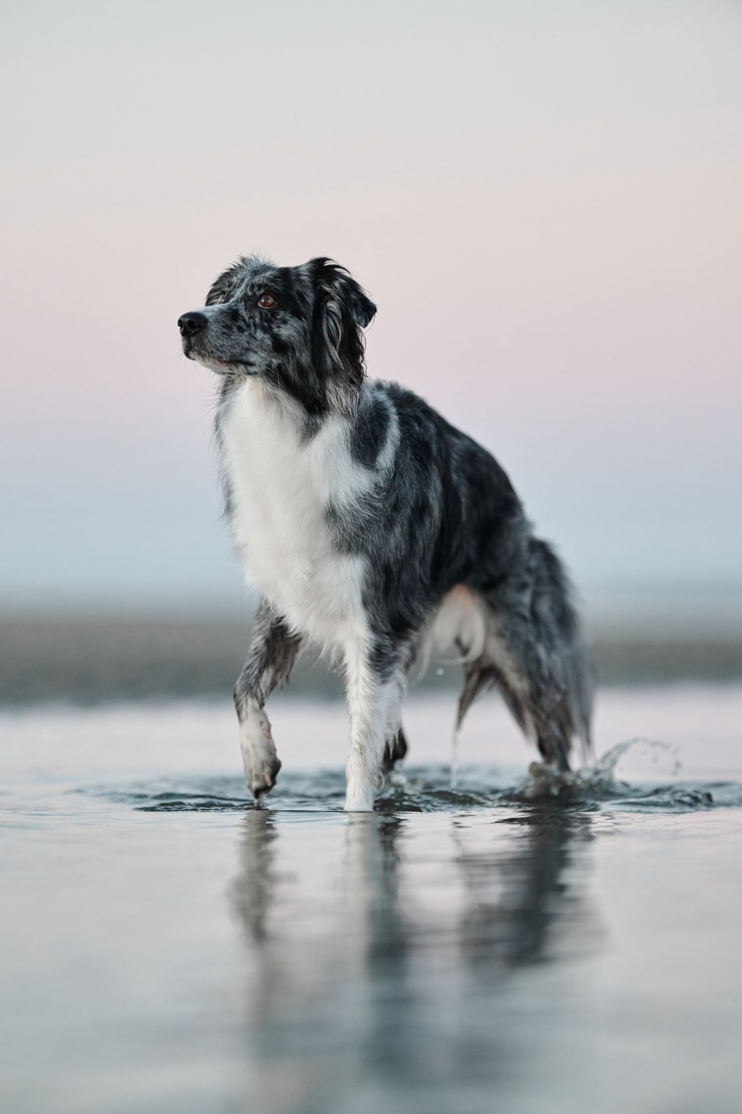 Australian shepherd with merle coat stands in calm water during sunset in Brisbane Queensland.