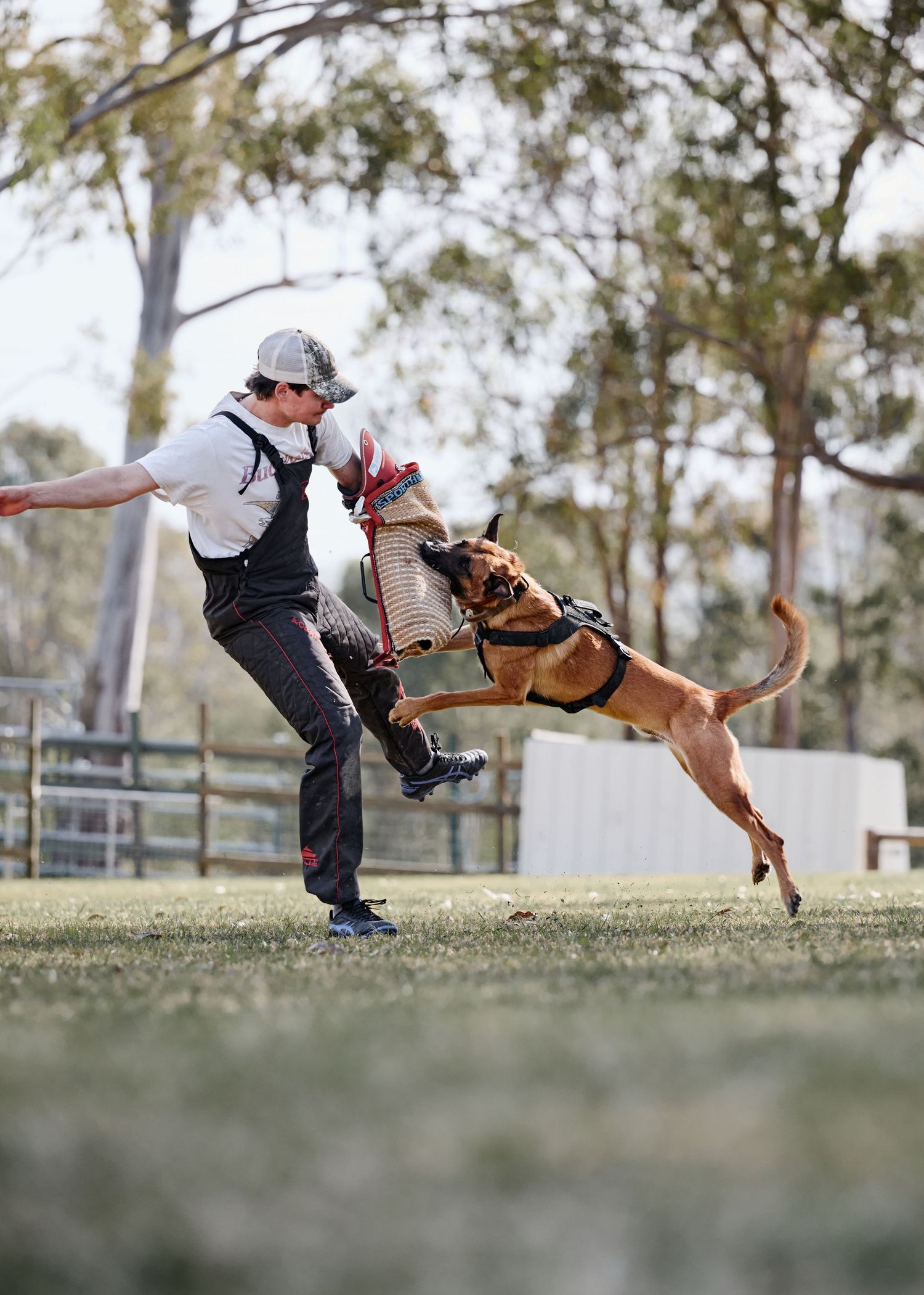 A Belgian Malinois dog leaps high in the air during protection training with a handler in an outdoor field setting.