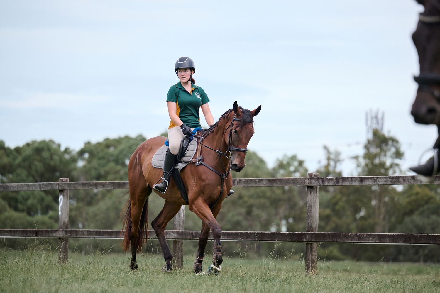 A horse and rider practicing equestrian sports in an outdoor arena in Brisbane Queensland.