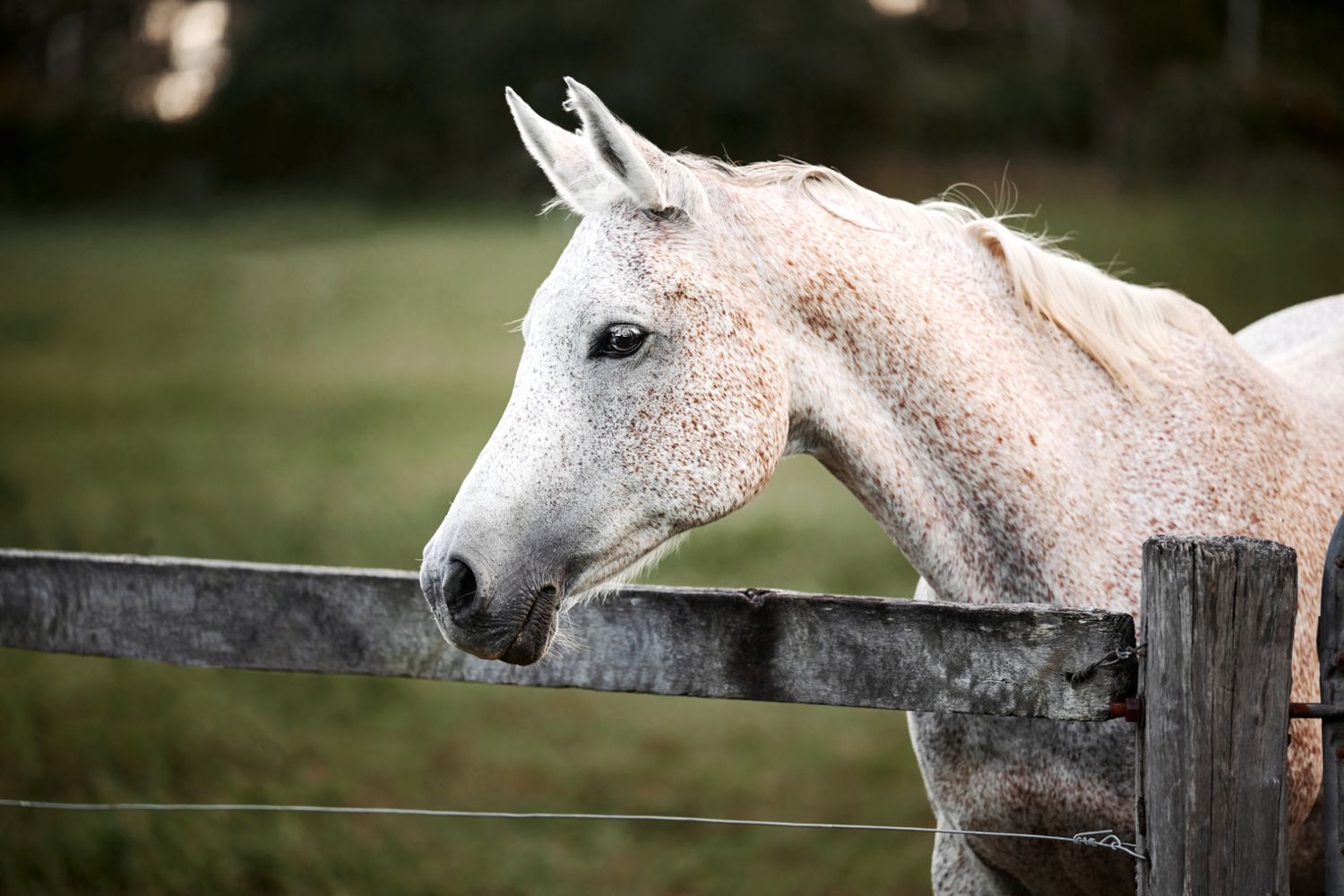 A dappled gray horse rests its head on a wooden fence in a peaceful countryside setting.