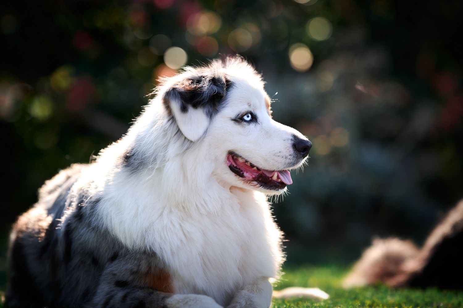 A white and black border collie with striking blue eyes sits outside in sunlight with blurred nature background.