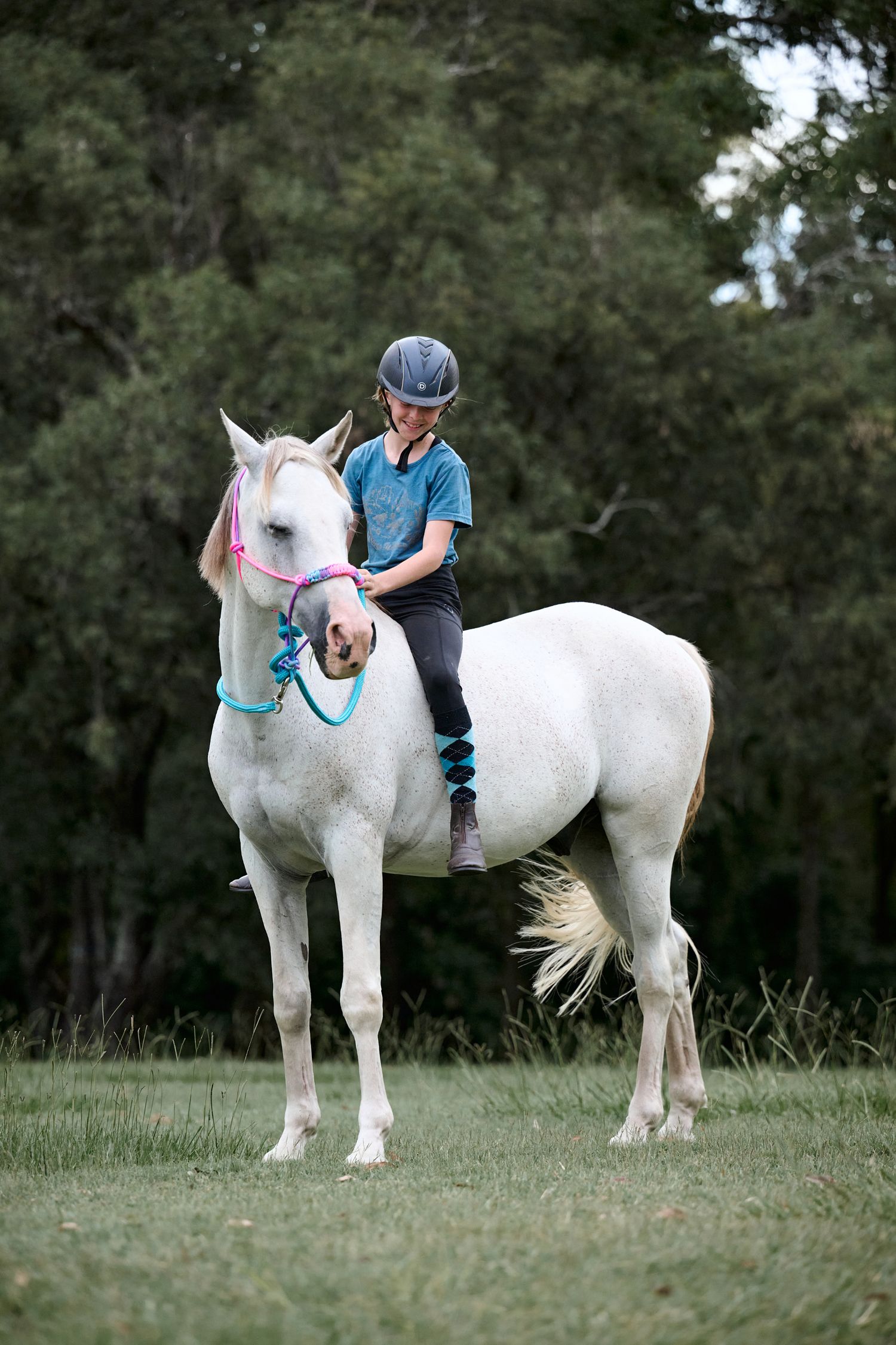 A white horse with blue tack stands in a grassy field while being ridden with trees in the background.