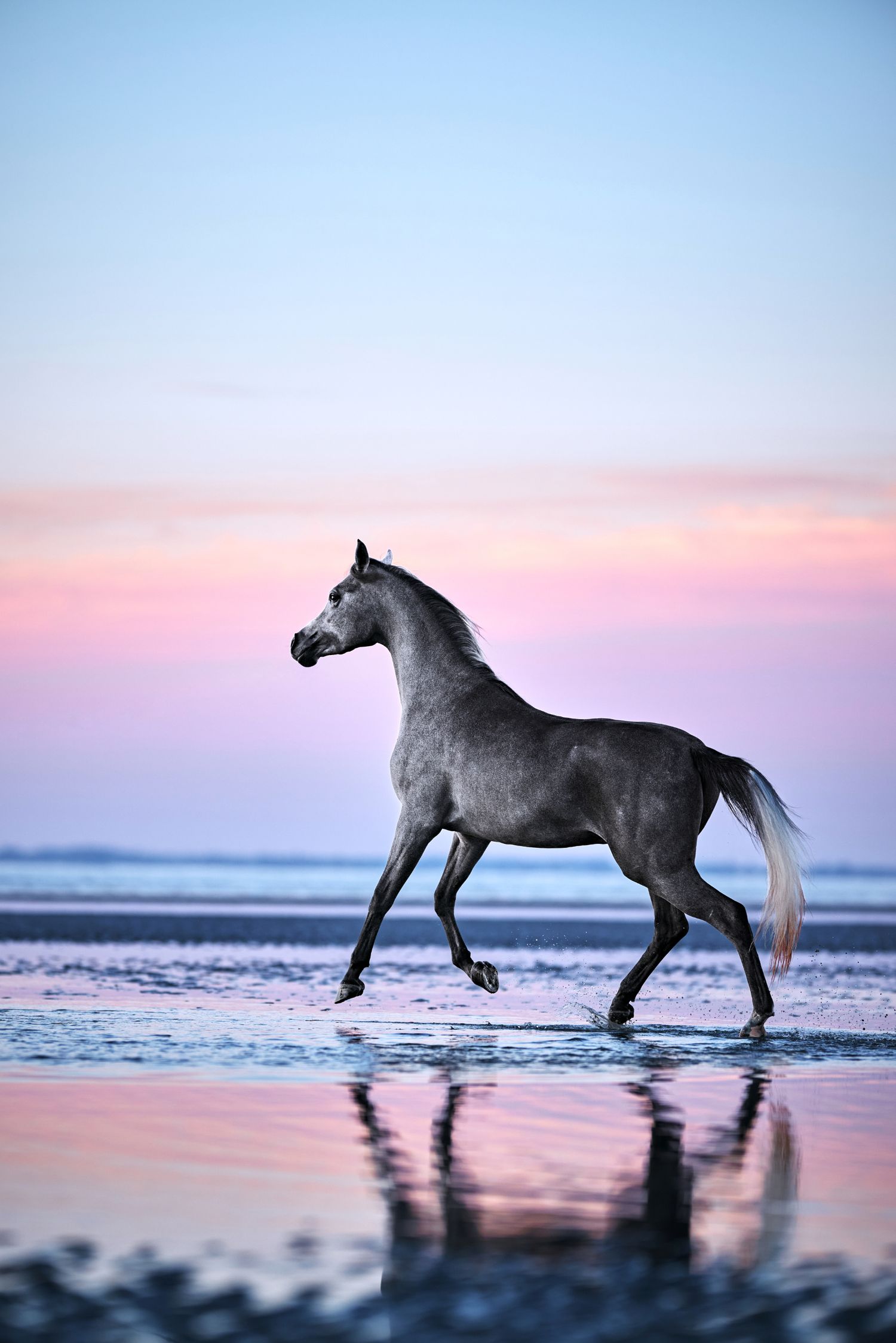 A majestic dark horse trots along a beach at sunset with pink and purple skies reflecting in the wet sand.