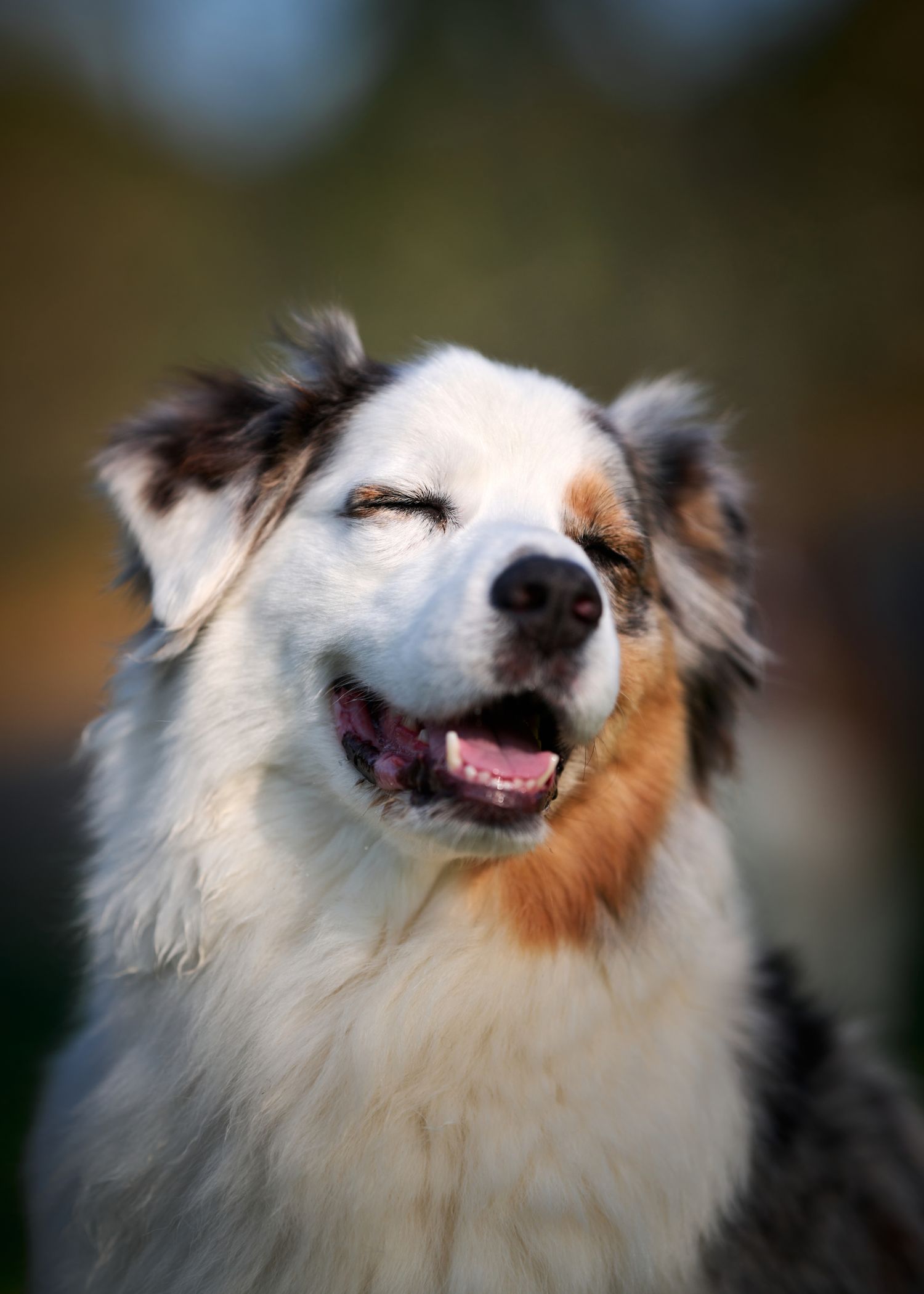 A sequence of photos showing a playful Australian Shepherd dog with different happy facial expressions.
