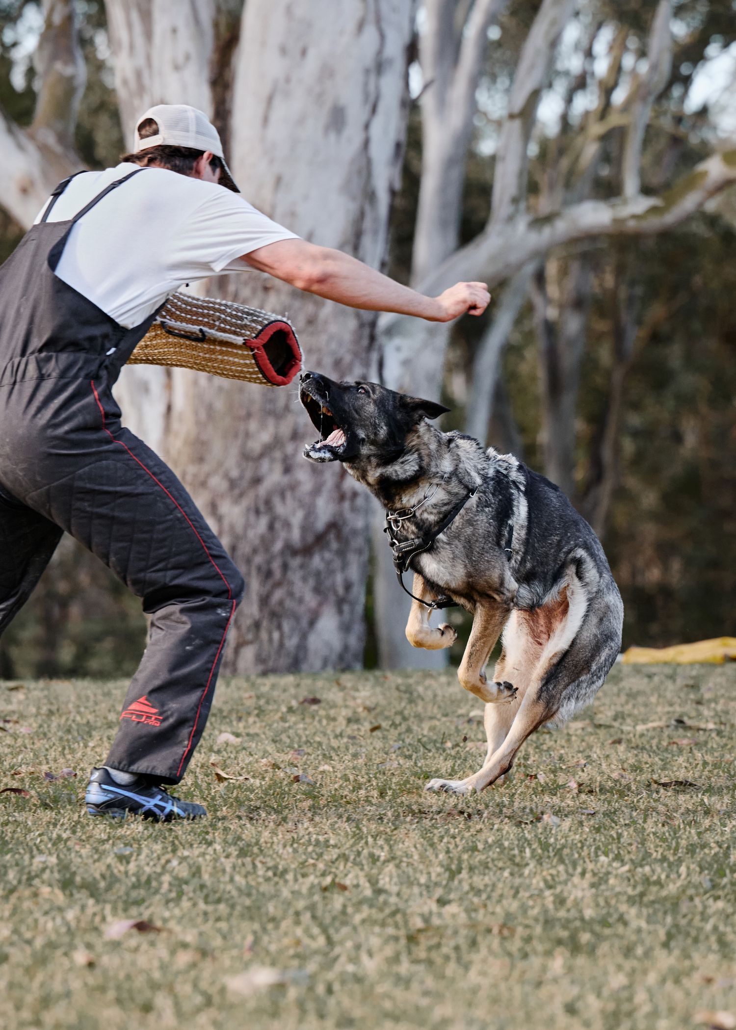 A dog and person play a high-energy game of frisbee in a grassy field with eucalyptus trees in the background.