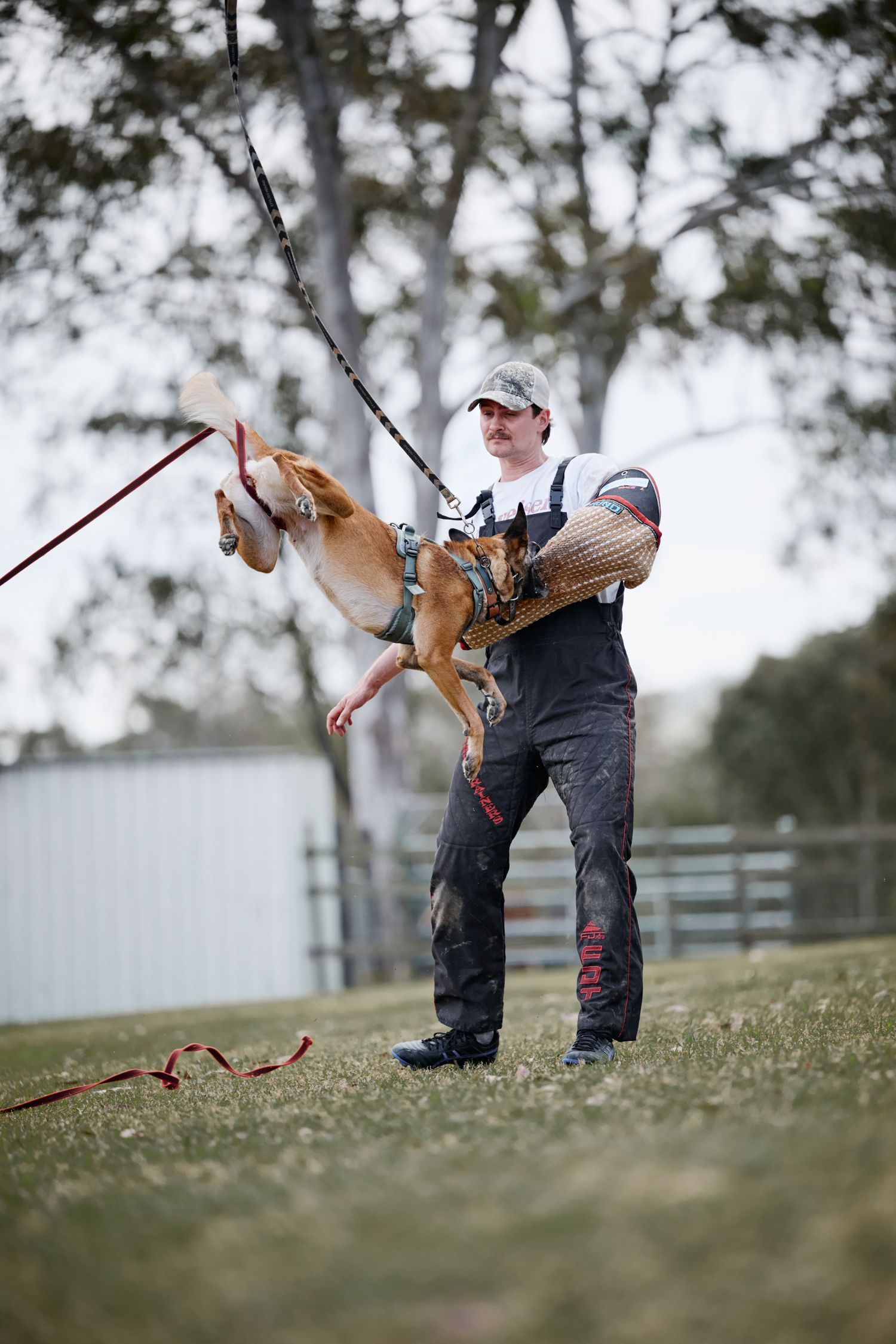 A sequence of photos showing a small dog being lifted off the ground by its leash in a grassy outdoor area.