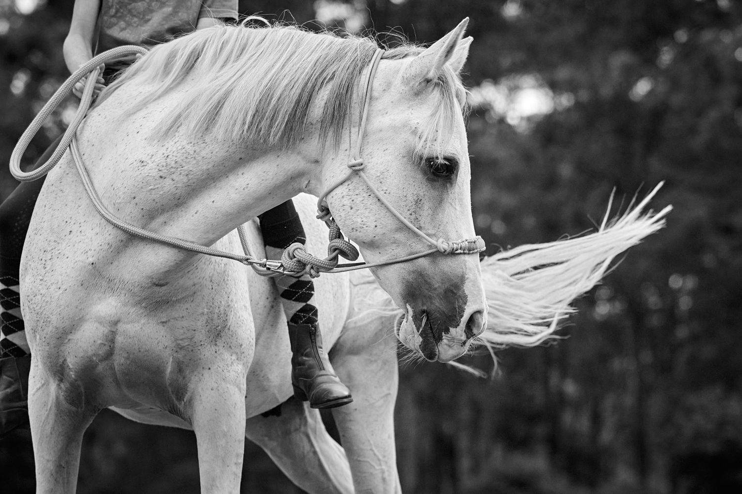 A majestic white horse tossing its head with flowing mane captured in dramatic black and white photography.
