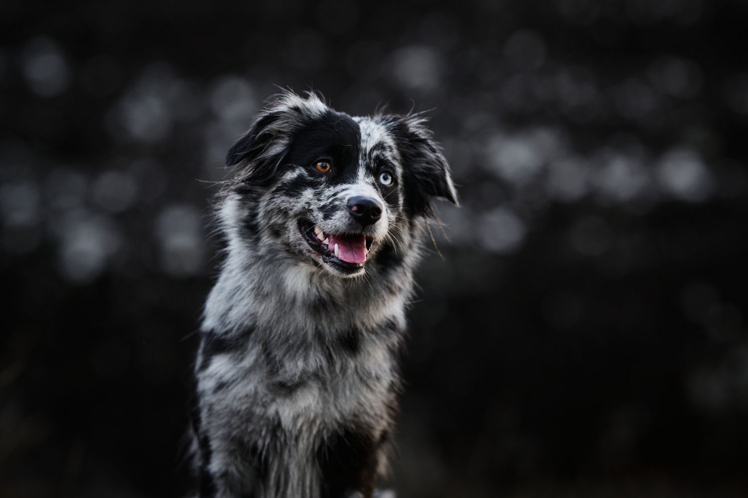 A black and white Border Collie dog with fluffy fur smiling while looking up against a dark background.