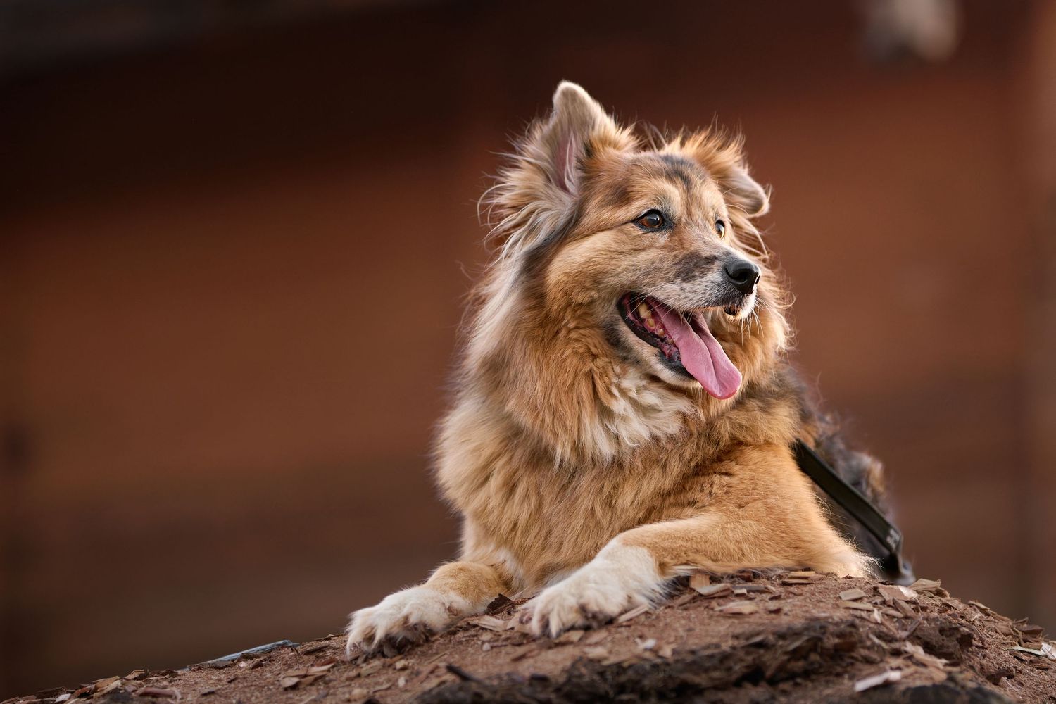 Fluffy brown and tan dog with its tongue out resting on a rocky surface against a softly blurred warm background.