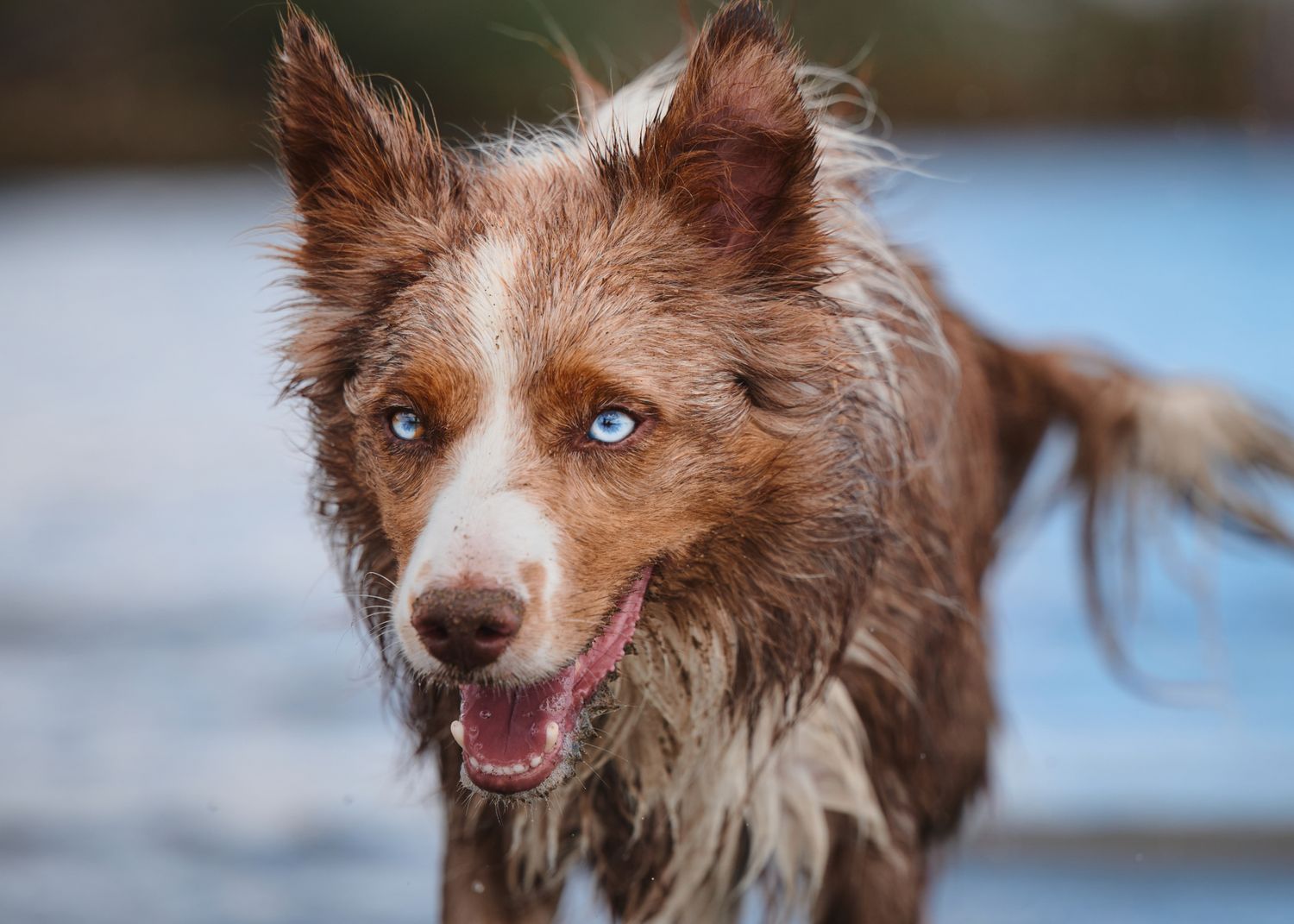 An Australian Shepherd with striking blue eyes and brown fur gazes at the camera with its mouth open in a happy expression.