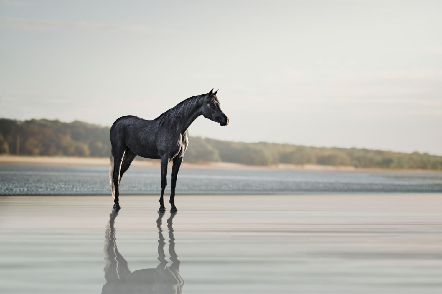 A black horse stands gracefully on a misty beach at sunset creating a stunning silhouette against the water.