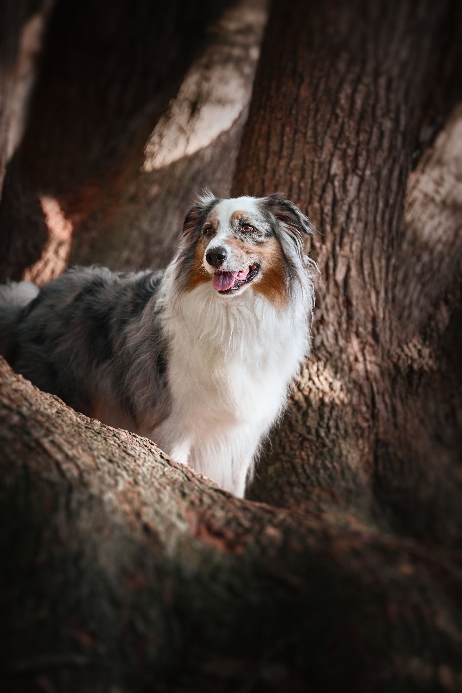 Happy Australian Shepherd dog with blue merle coat and white markings poses between tree trunks in moody woodland setting.
