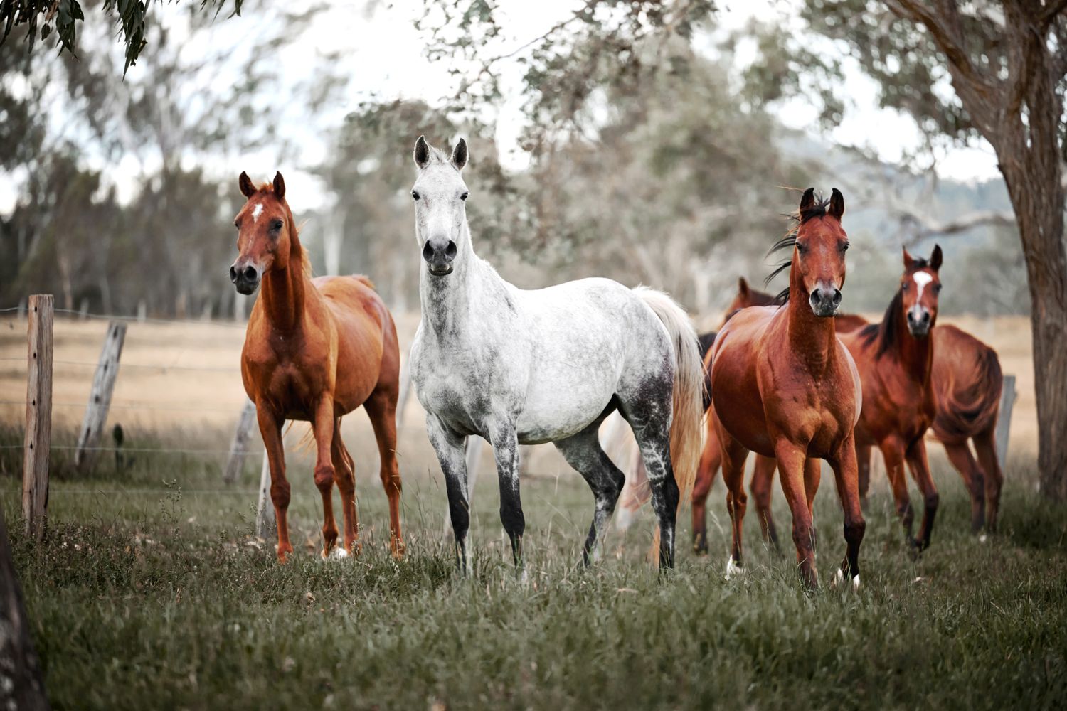 Four majestic horses - three chestnut brown and one white - standing together in a grassy field with trees in the background.