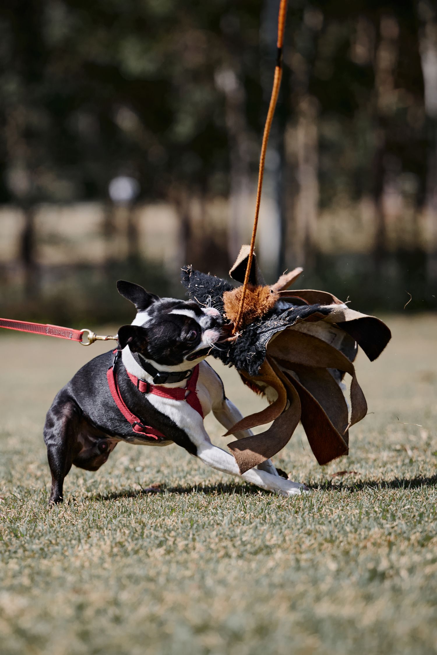 Two Boston Terriers play tug-of-war with a toy on a grassy field while on leashes.