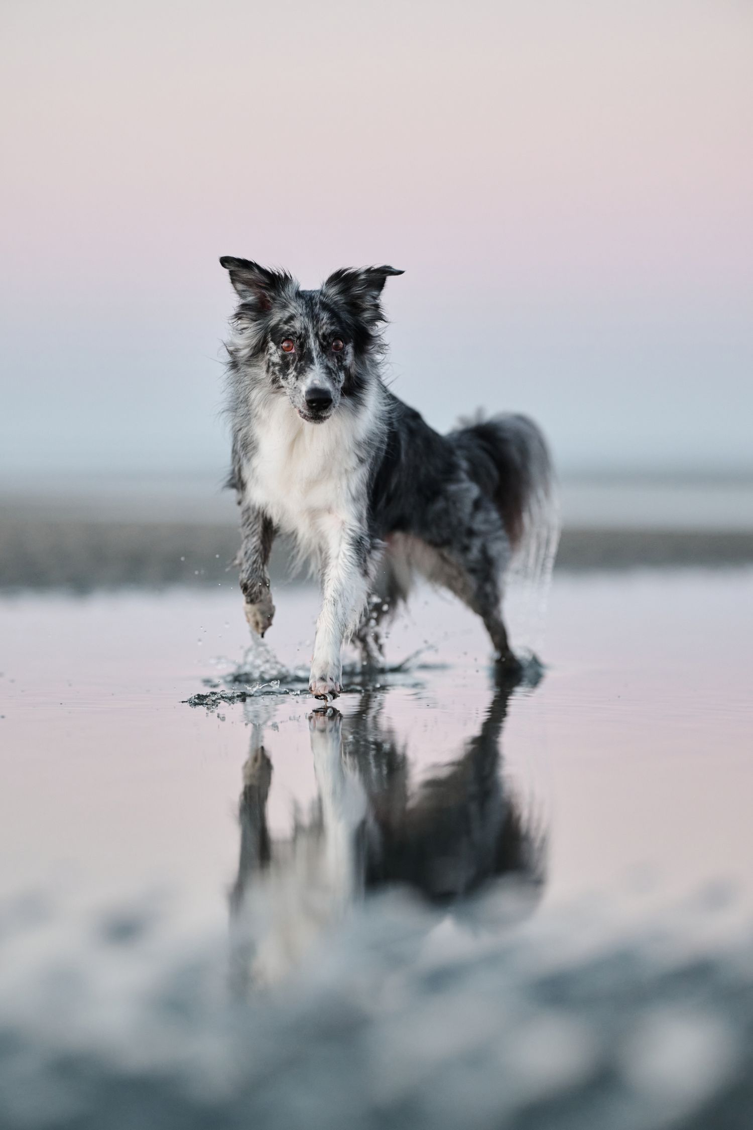 Australian Shepherd standing in reflective water during sunset with a misty background in Brisbane Queensland.