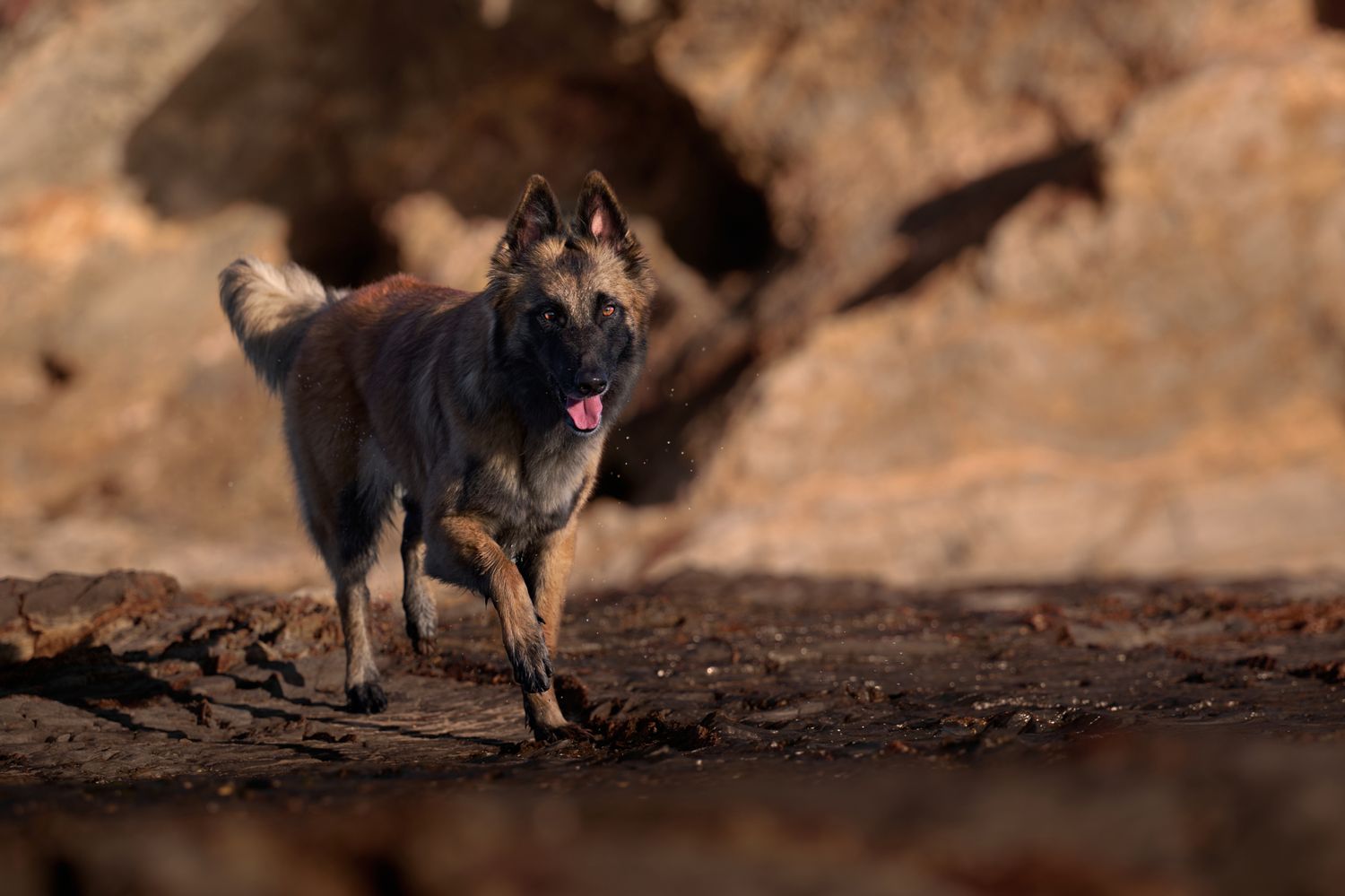 A wild African painted dog with distinctive mottled fur stands alert in its natural habitat during golden hour lighting.