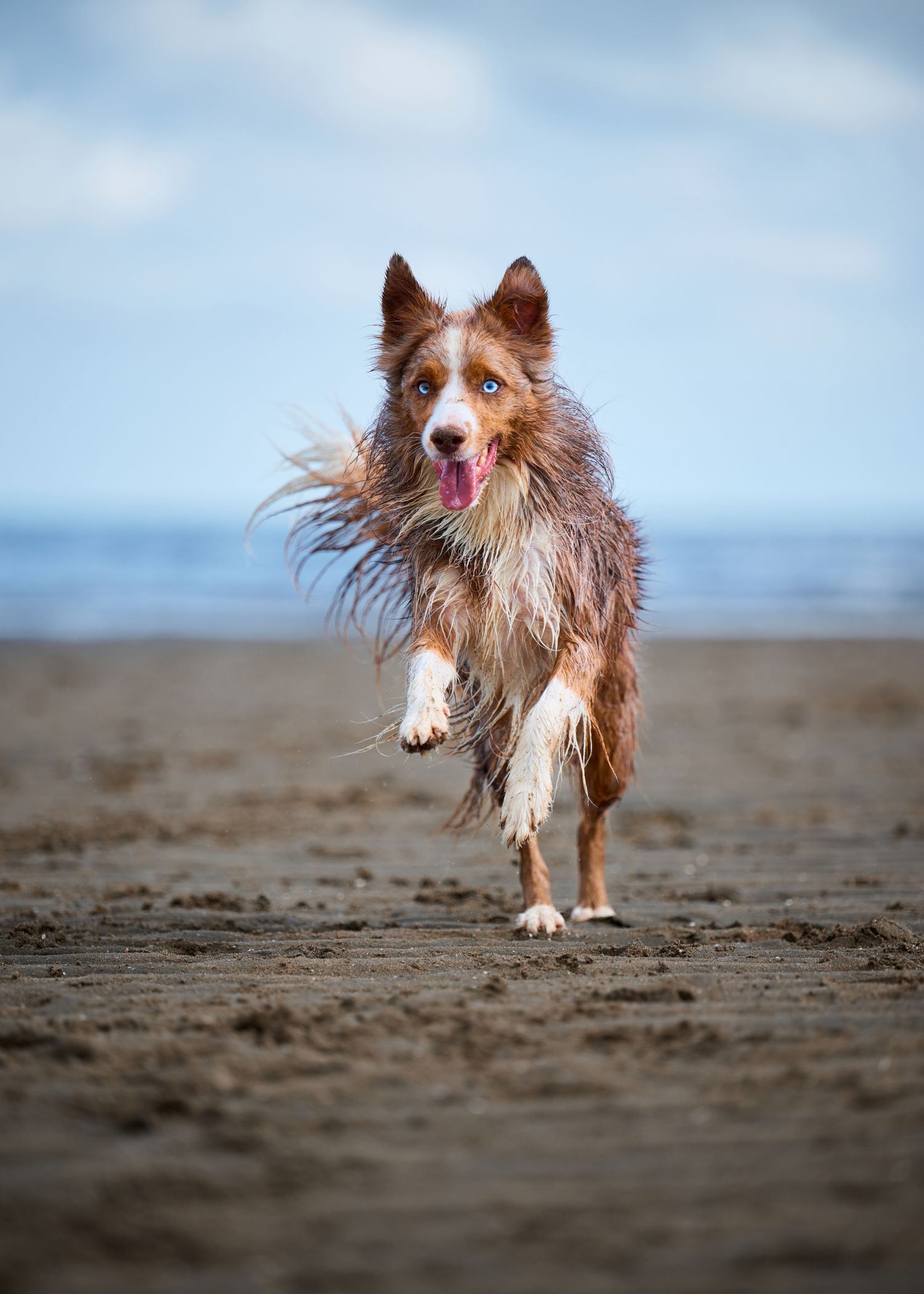 An energetic Australian Shepherd dog runs playfully on a sandy beach with wind-blown fur and blue sky background.