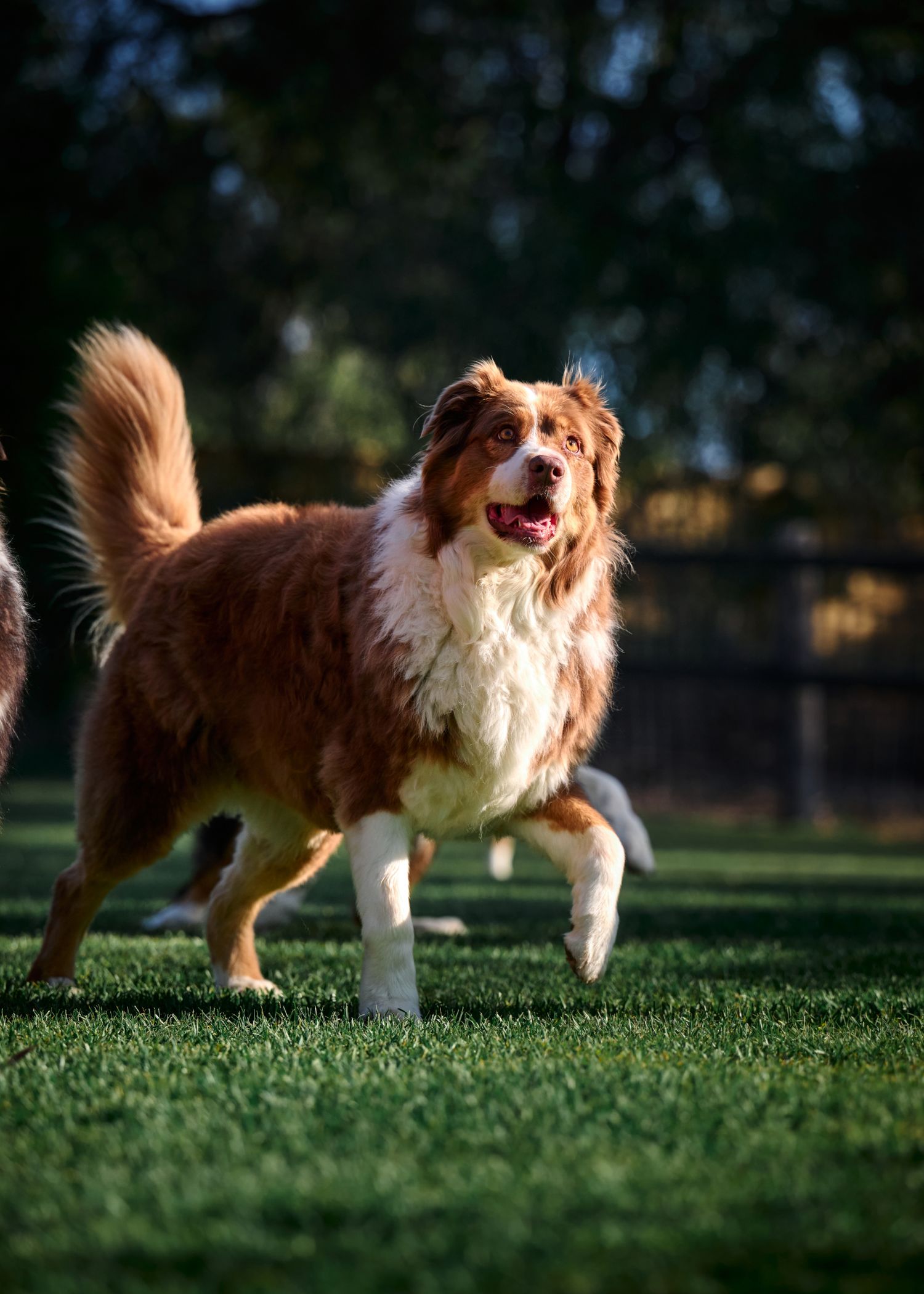 Brown and white Border Collie dog running and playing on green grass in park during golden hour lighting.