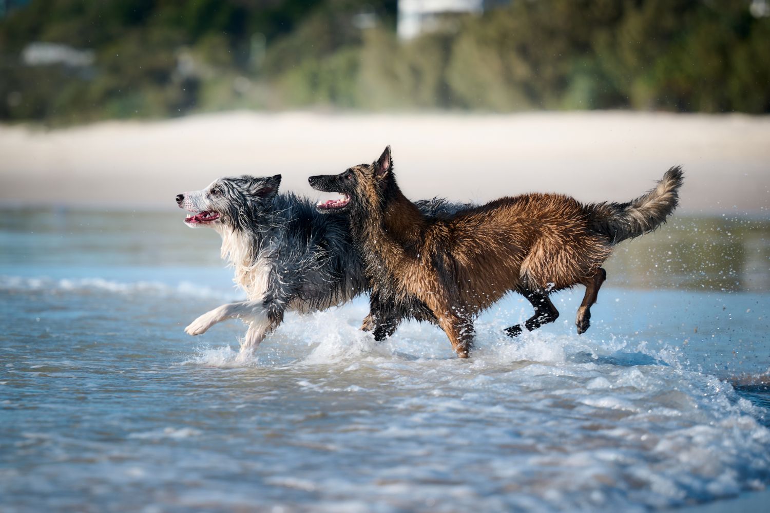 Two dogs playfully running and splashing through shallow ocean waves on a beach.