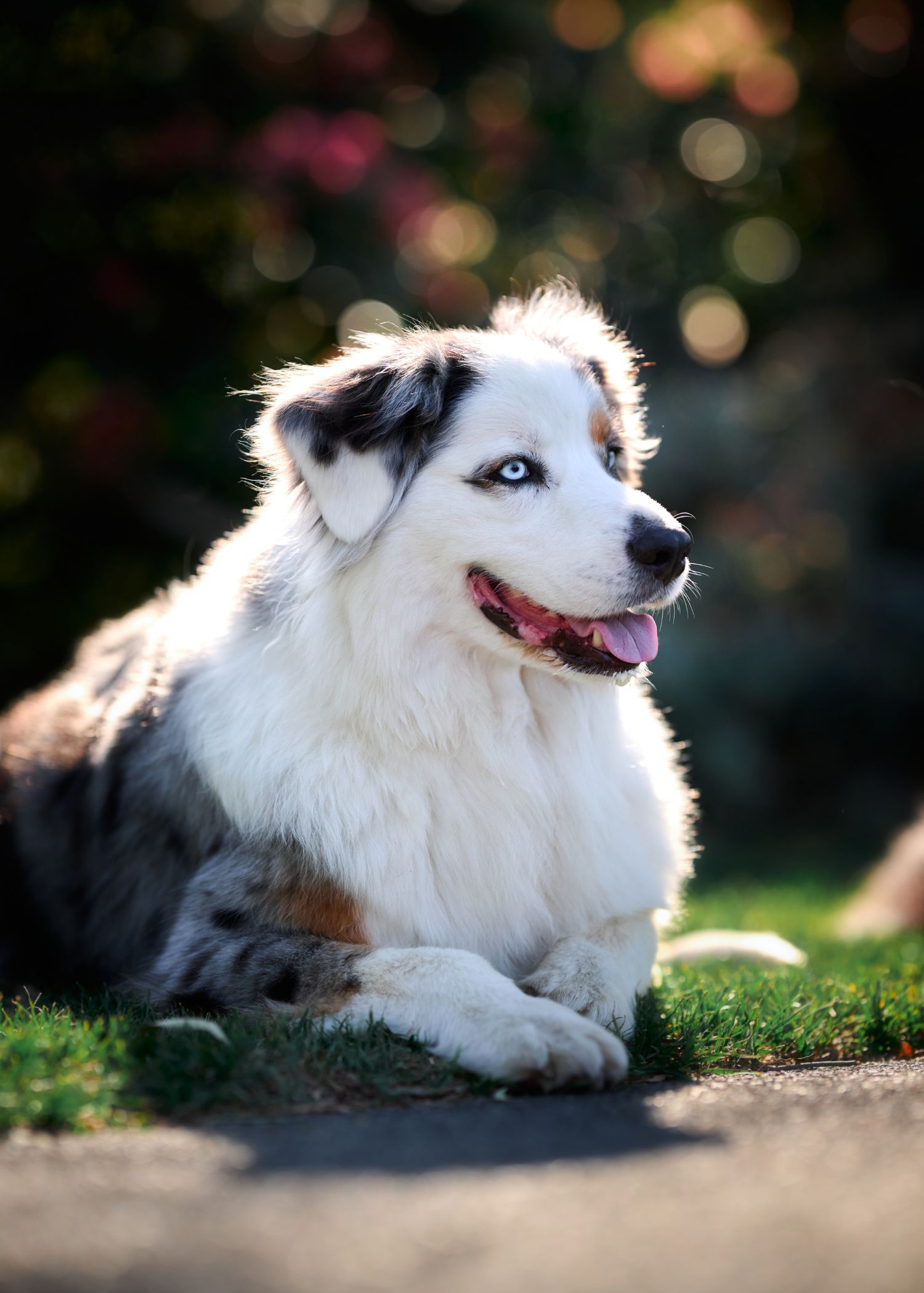 A beautiful Australian Shepherd dog with striking blue eyes and white fur rests on grass in soft bokeh lighting.