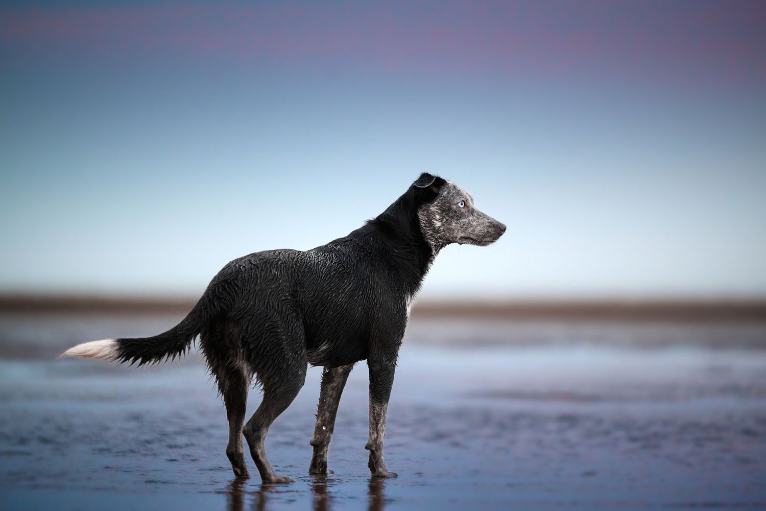 Black dog standing silhouetted against misty beach background at dusk.