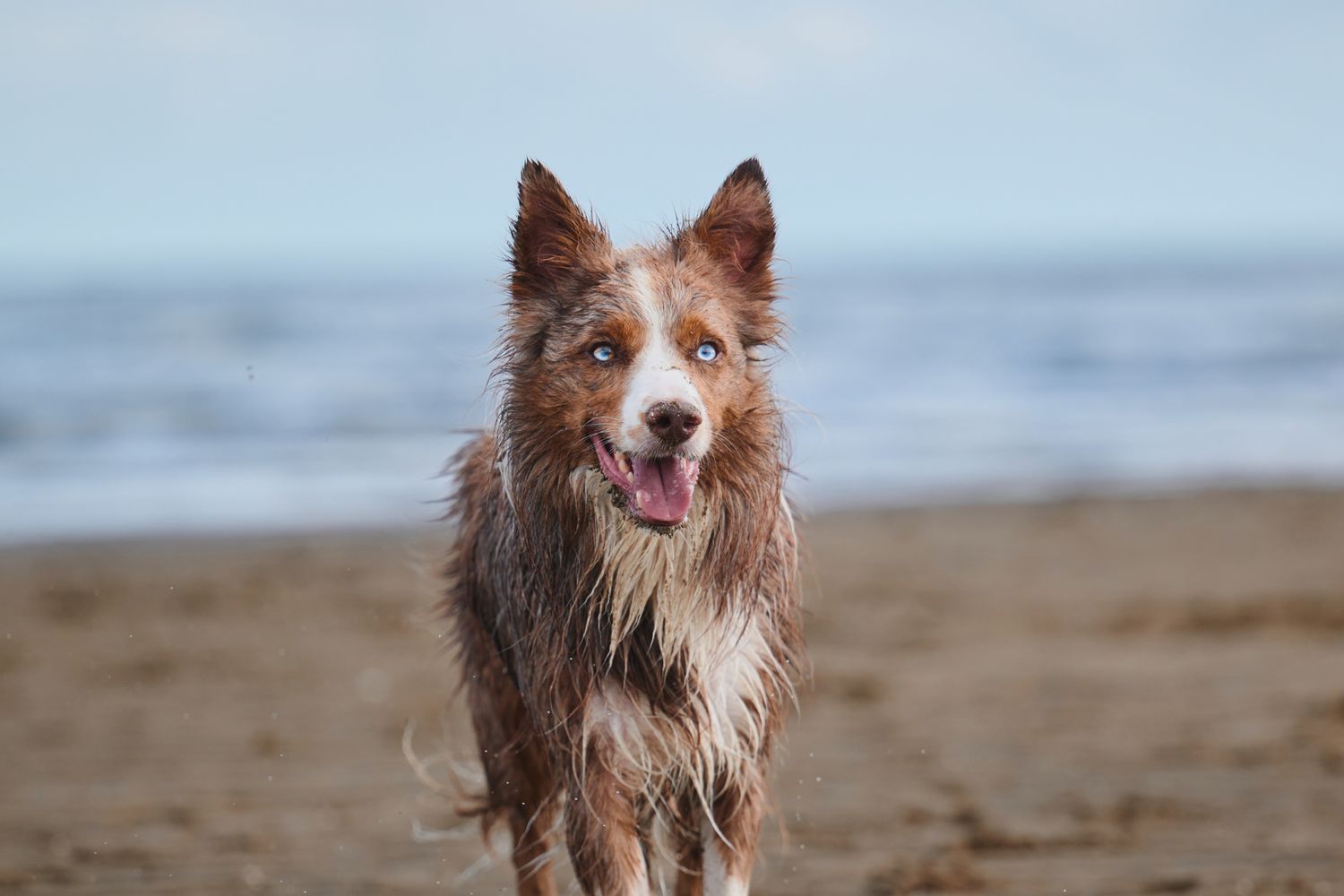A wet Border Collie with red and white fur stands on a sandy beach with the ocean in the background.
