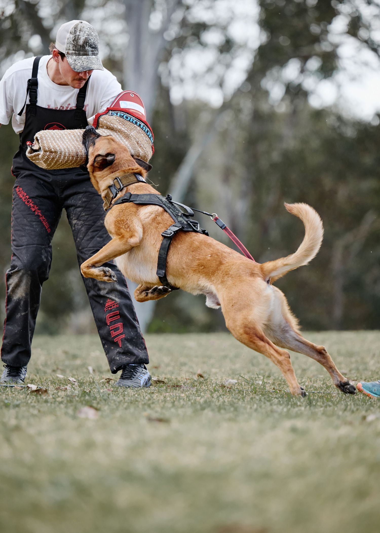 A tan dog in training leaps and bites a protective sleeve worn by a trainer in an outdoor field.